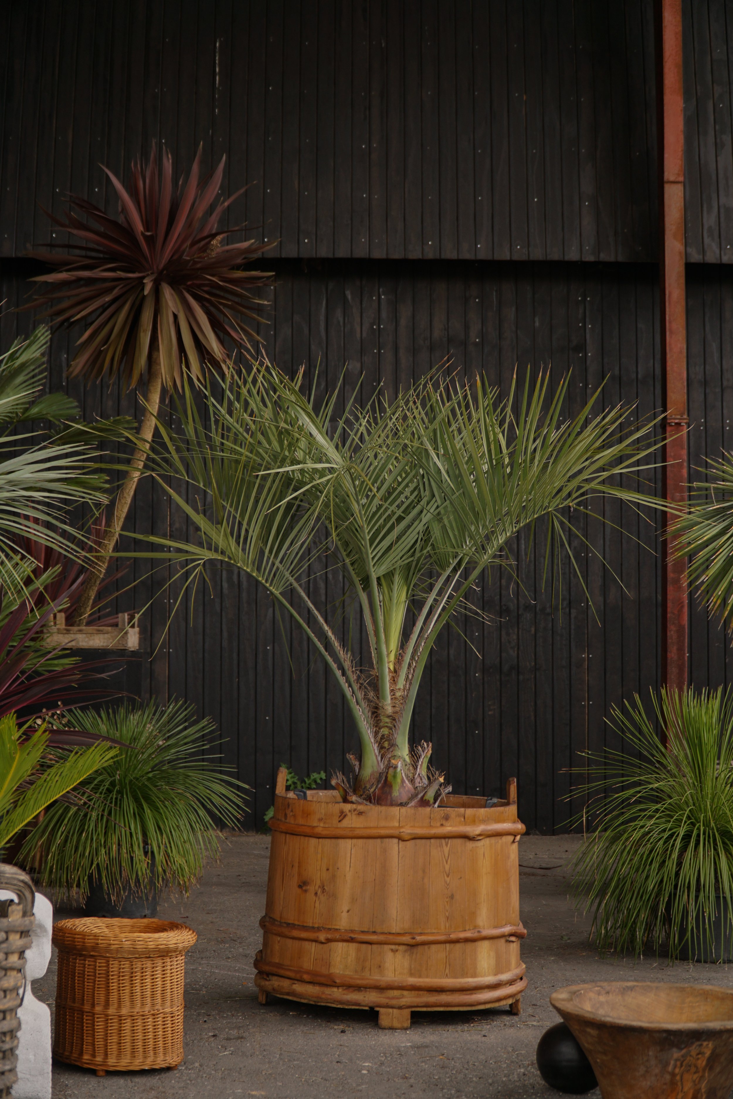 Palme_10-4.jpg