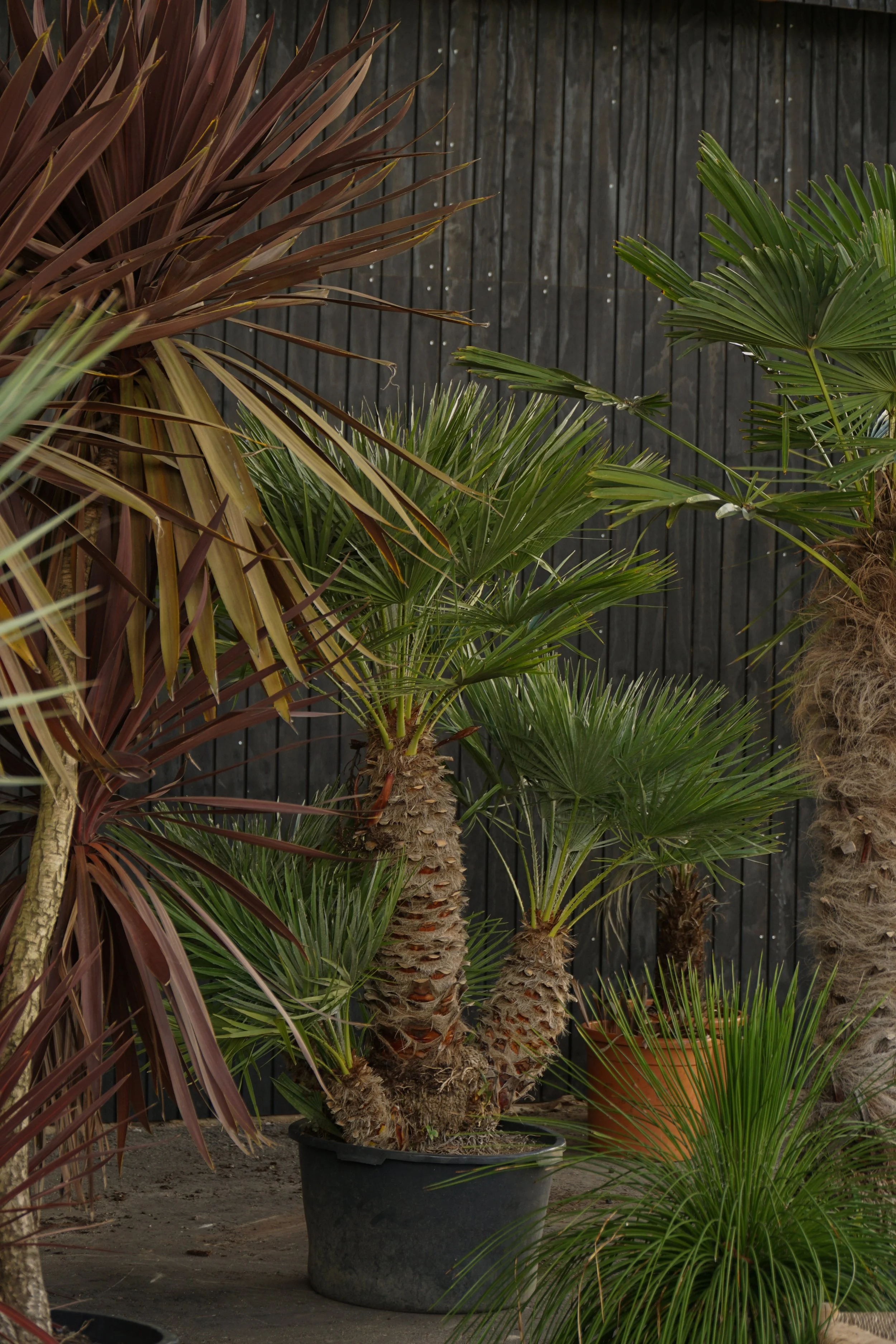 Palme_2-2.jpg