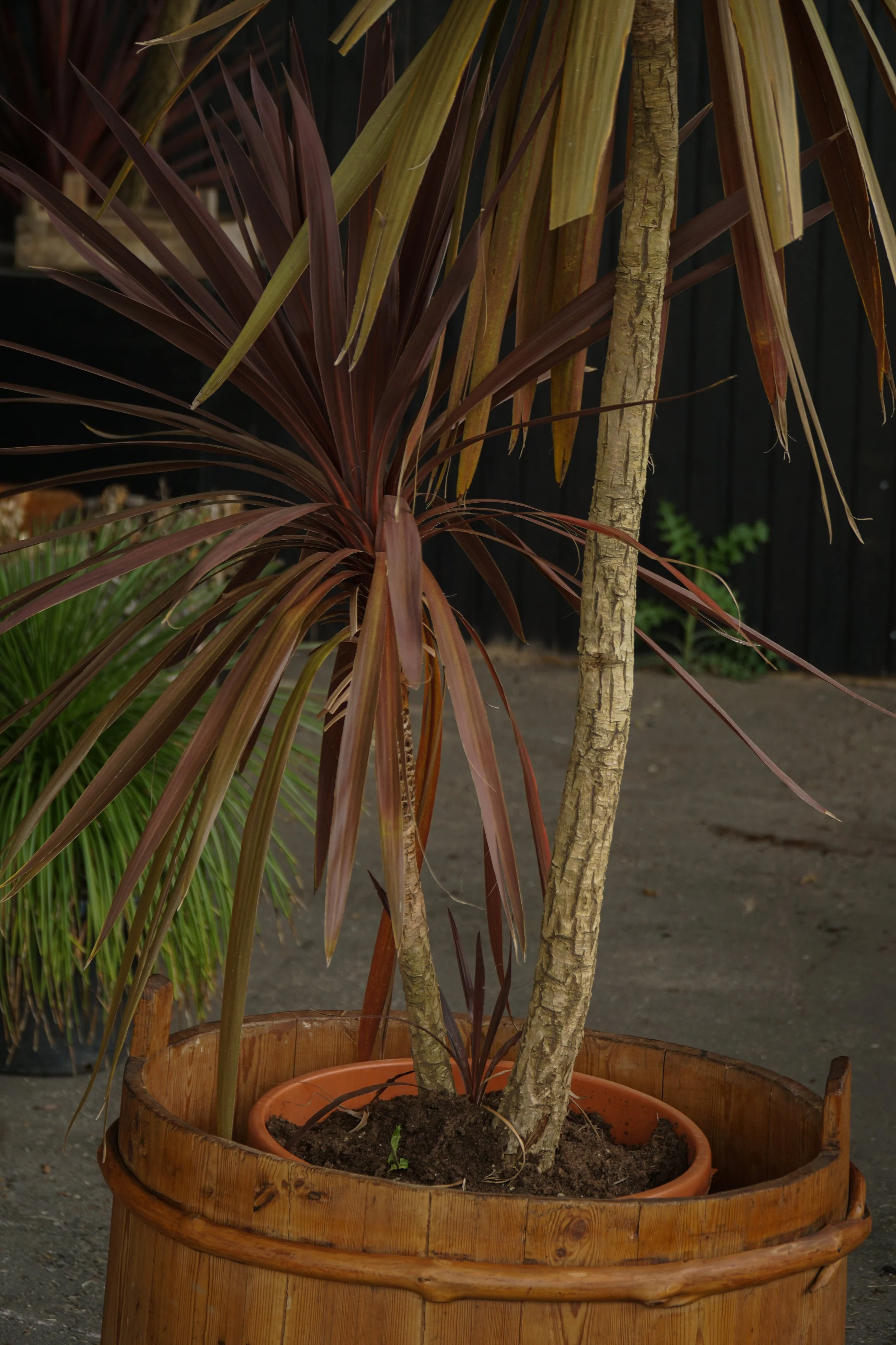 Palme_11.jpg