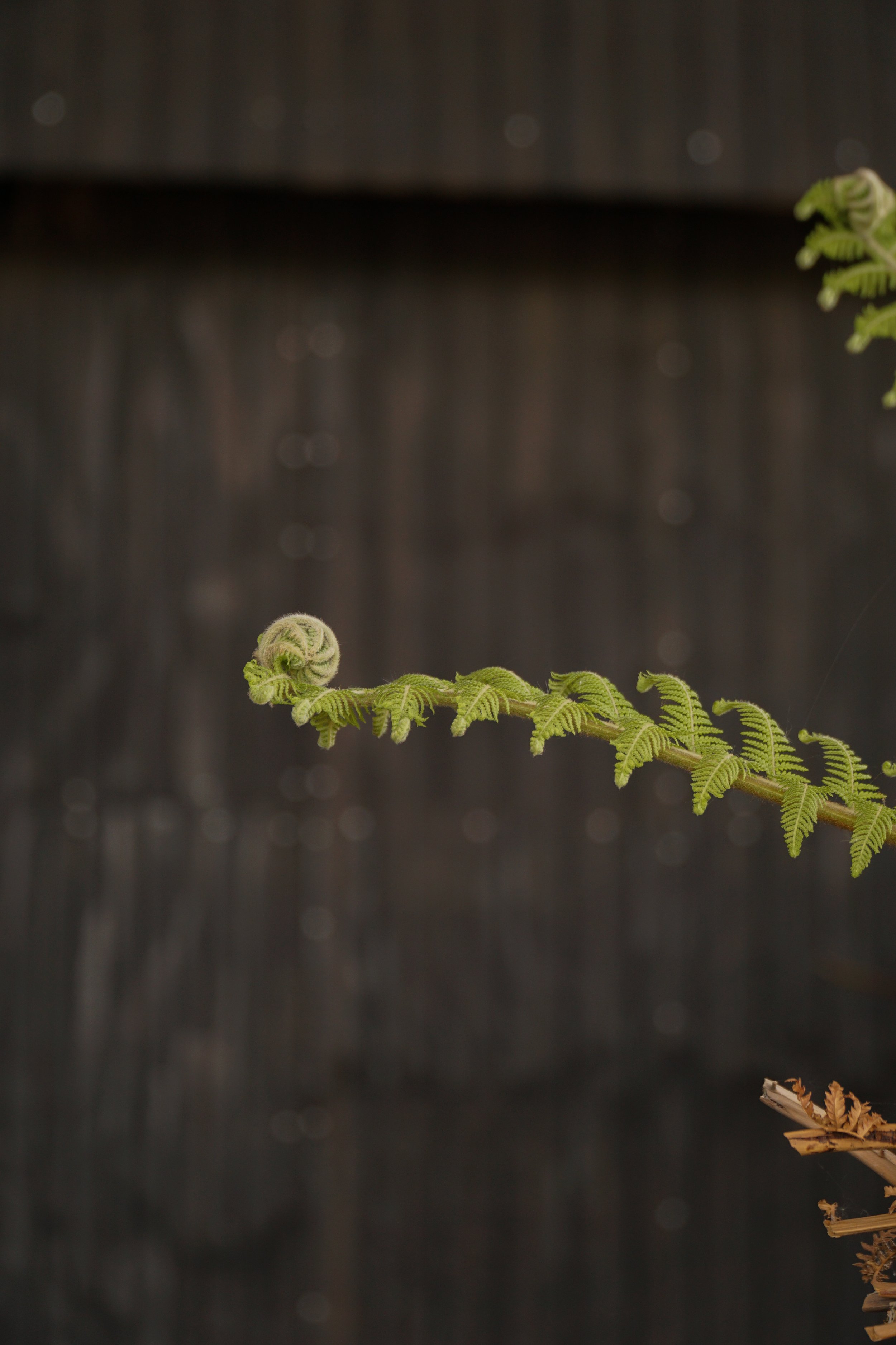 Palme_0-3.jpg