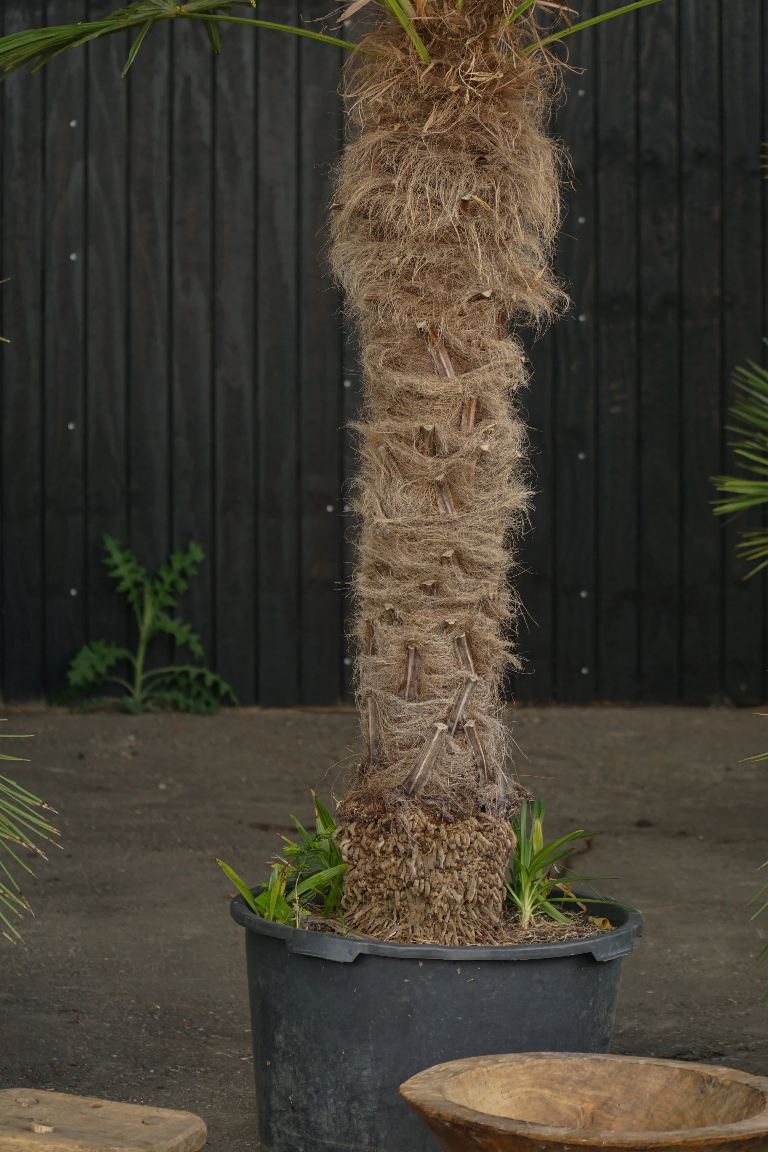 Palme_4-6.jpg