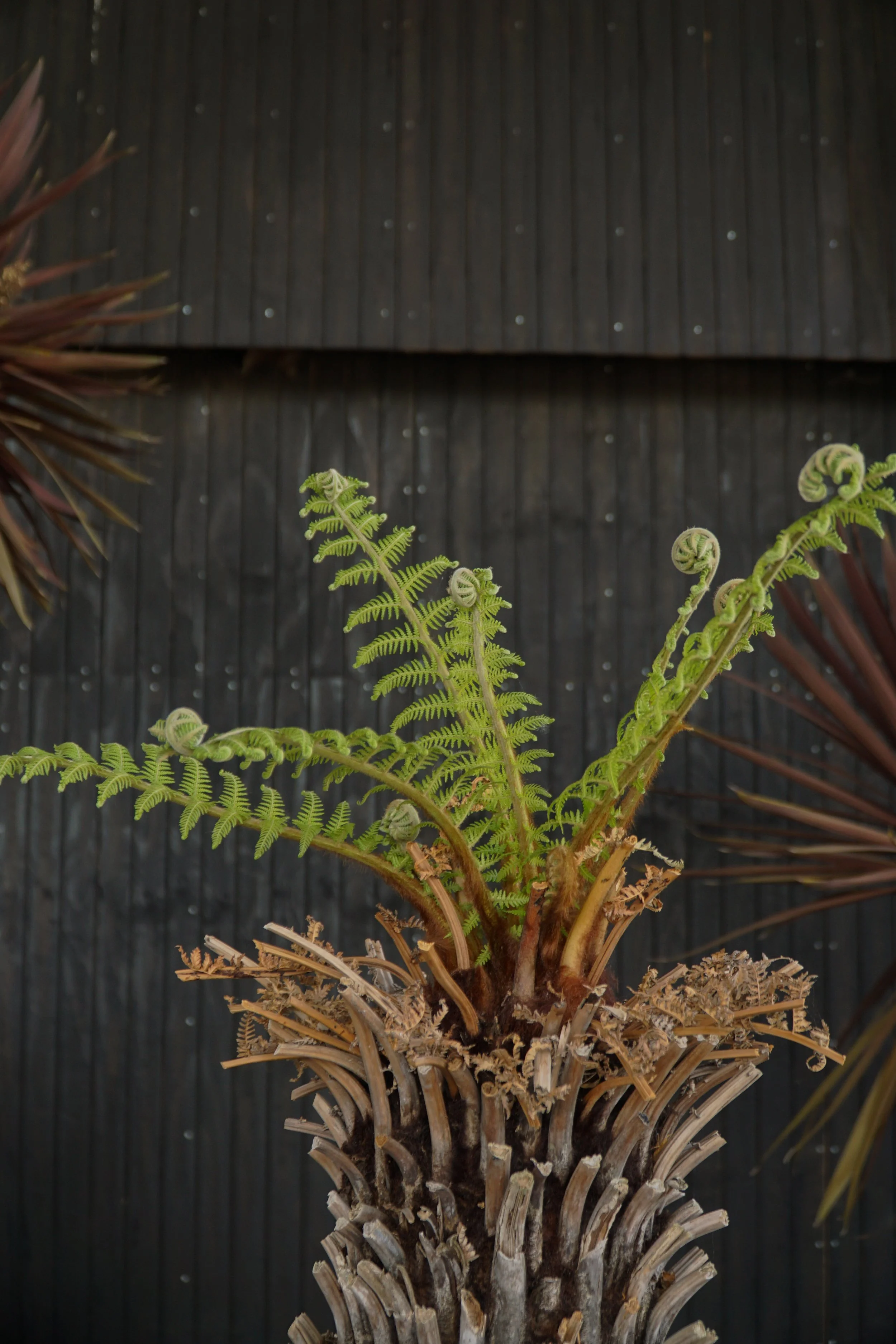 Palme_0.jpg
