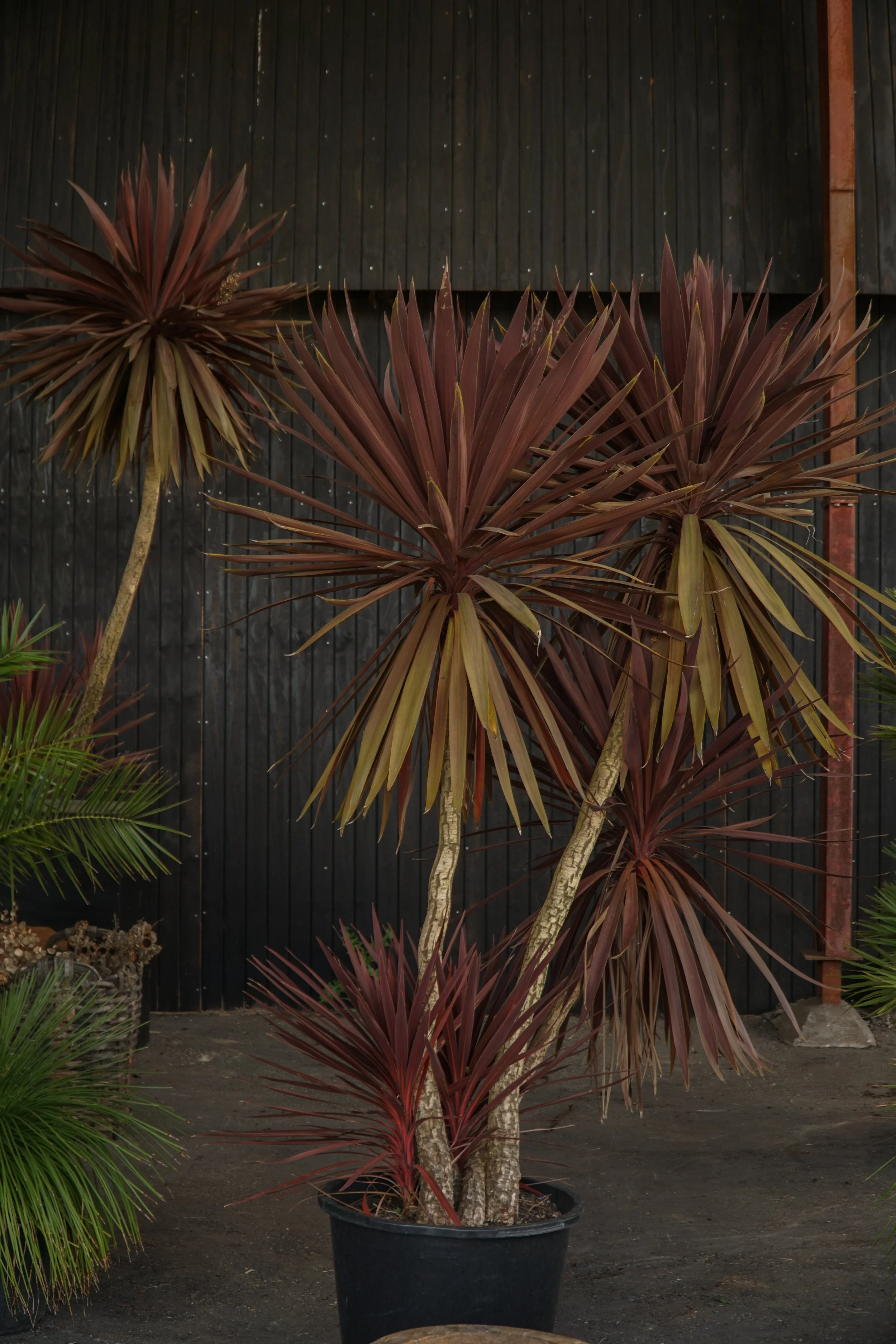 Palme_3-4.jpg