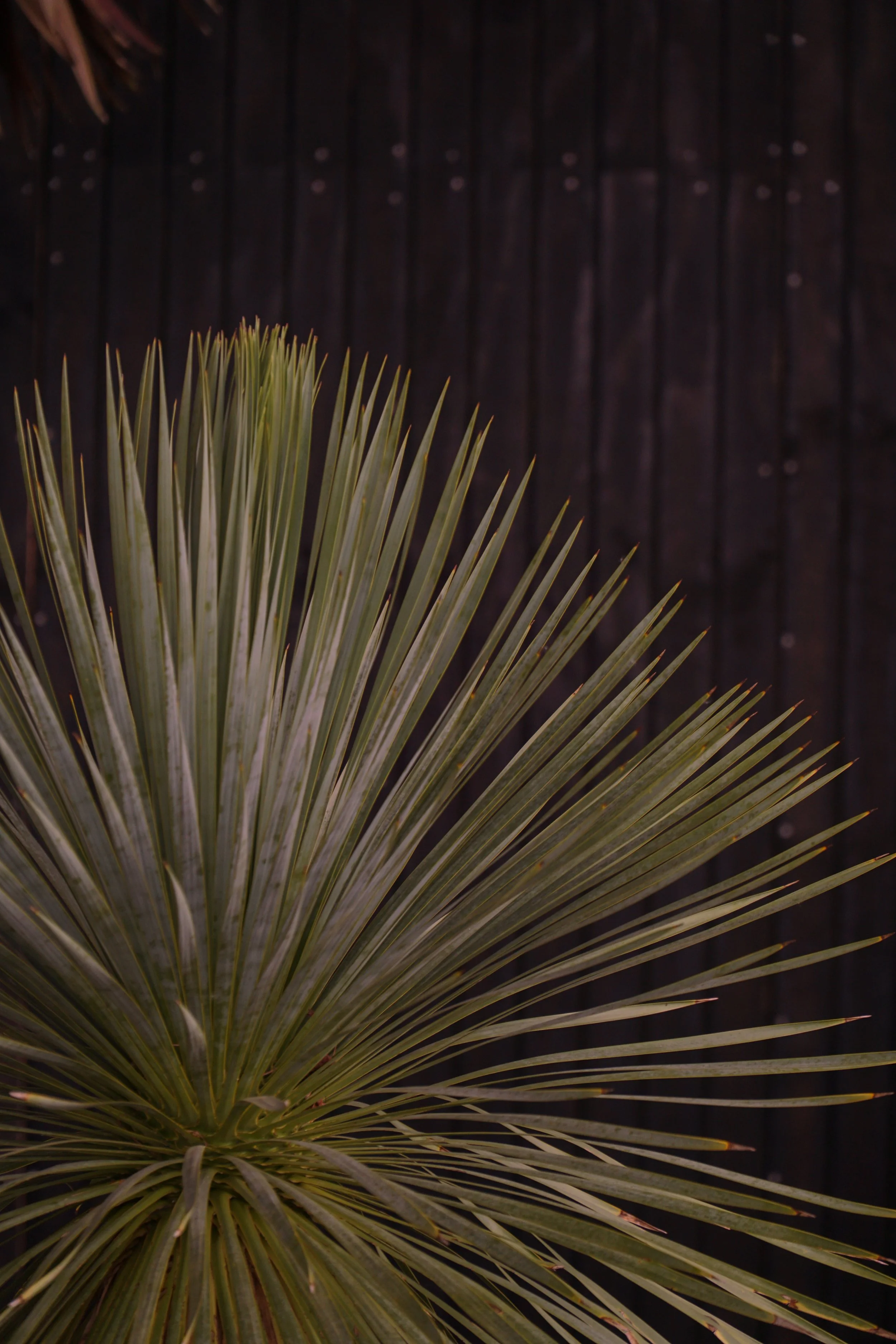 Palme_7-7.jpg