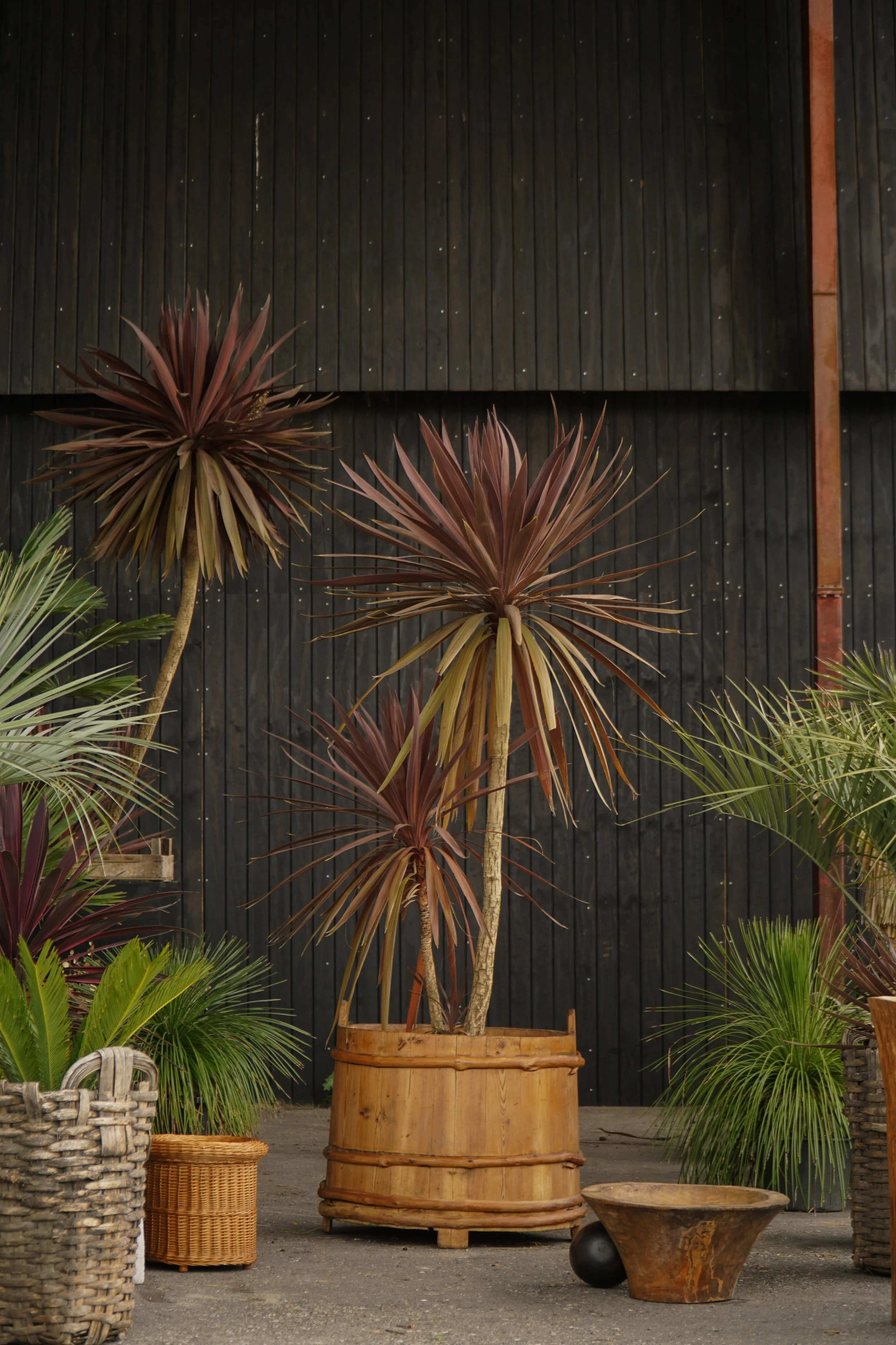 Palme_11-4.jpg