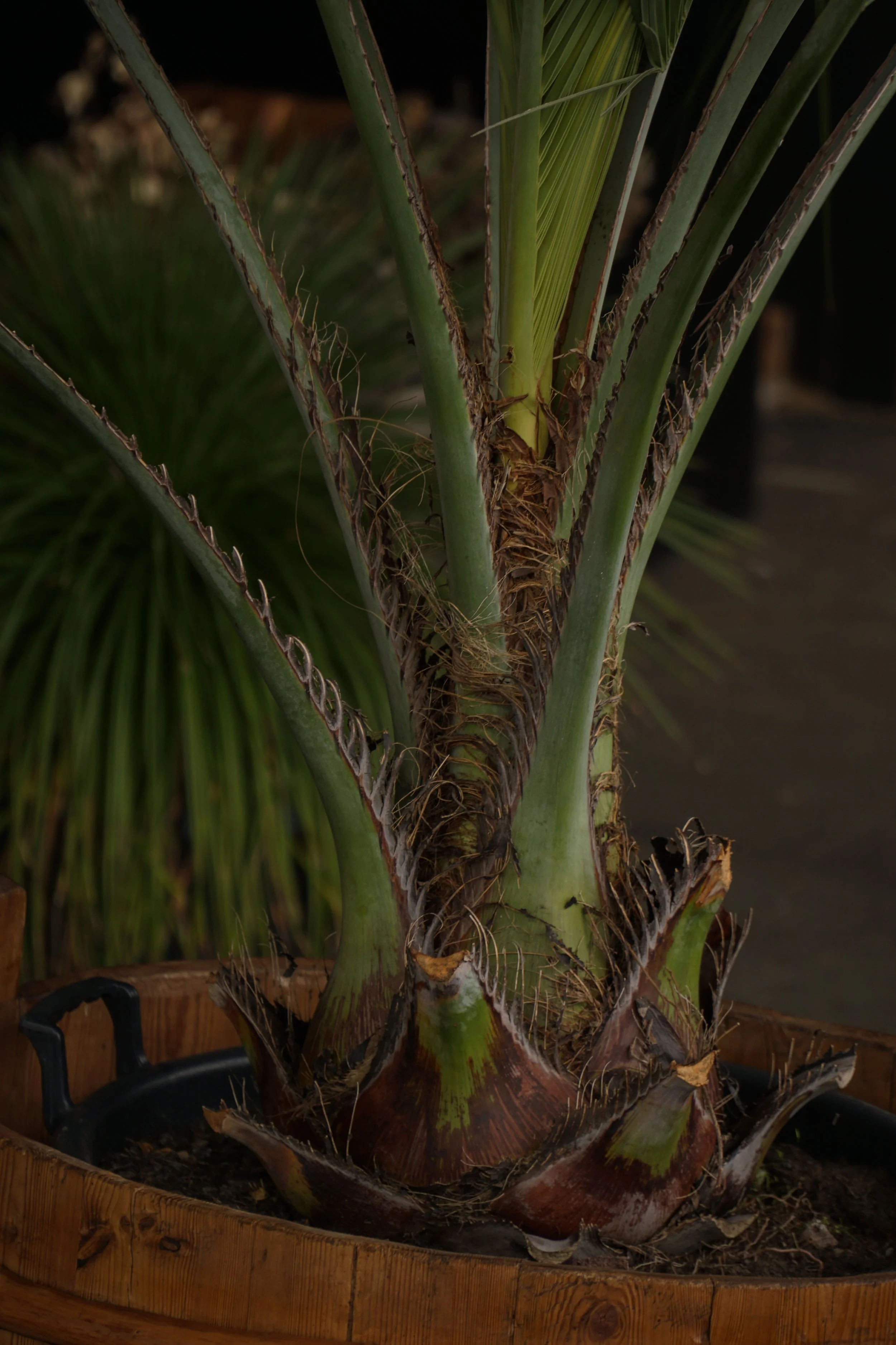 Palme_10-2.jpg