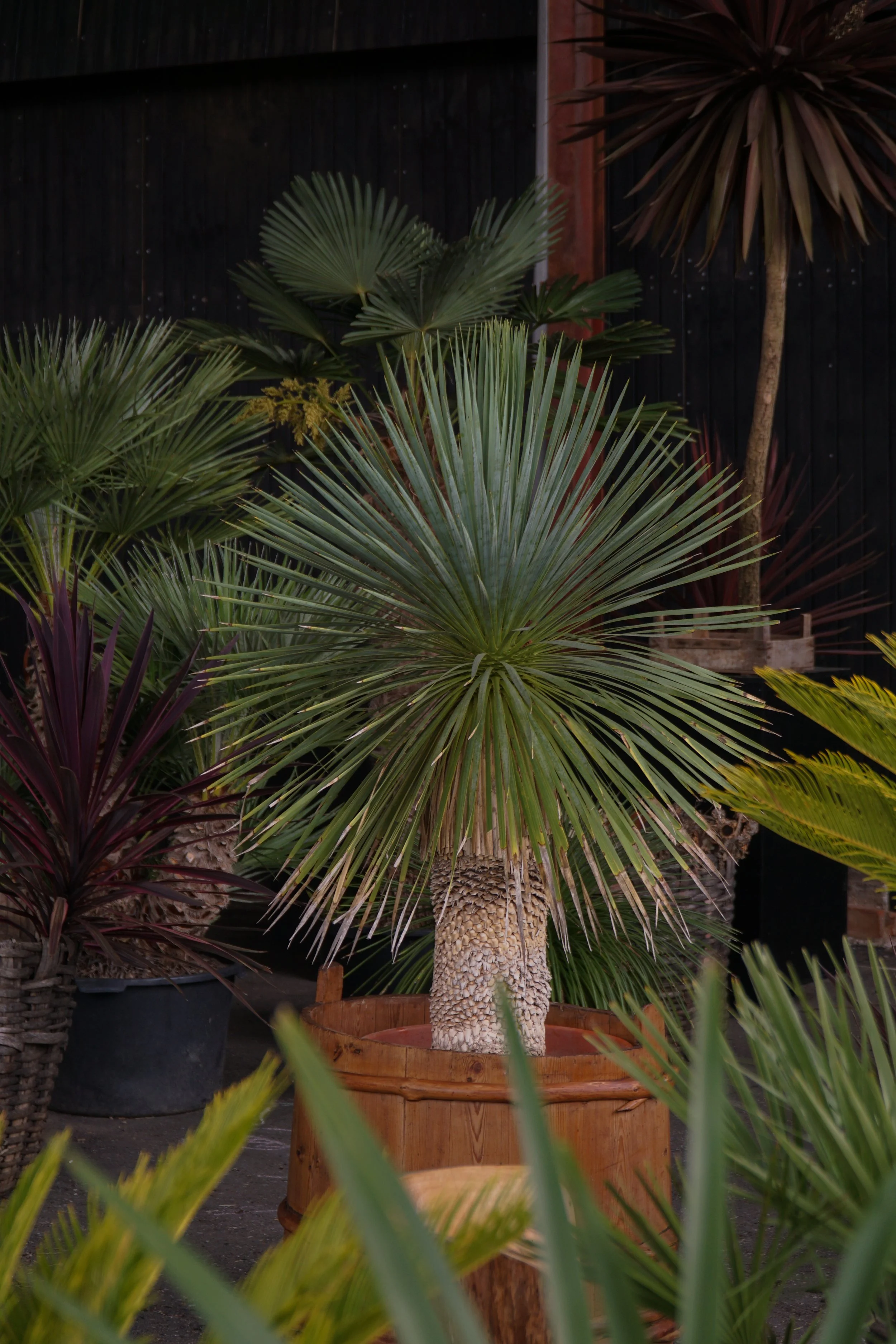 Yucca rostrata – Mexicansk Palmelilje