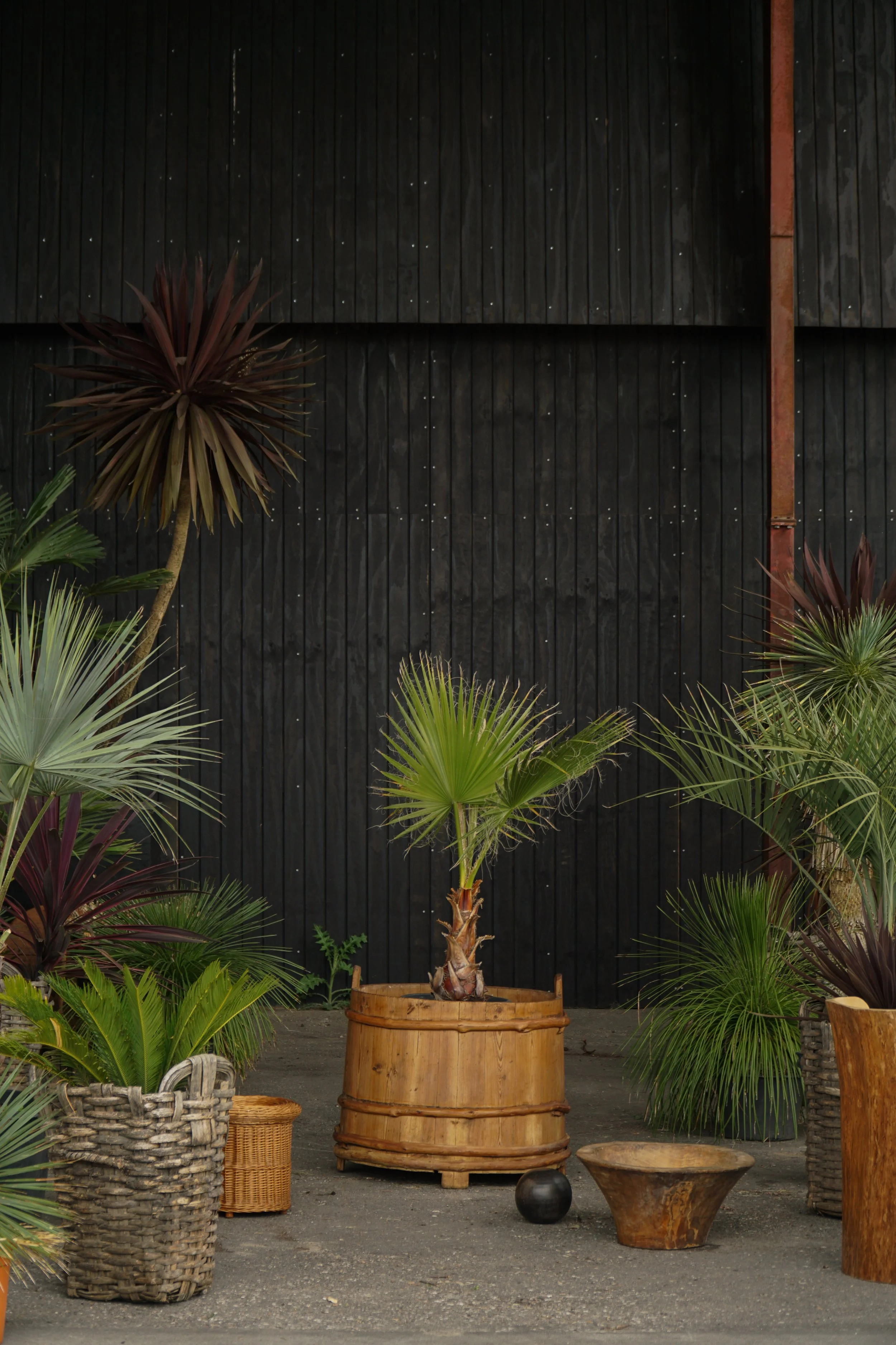 Washingtonia robusta – Mexicansk Viftepalme