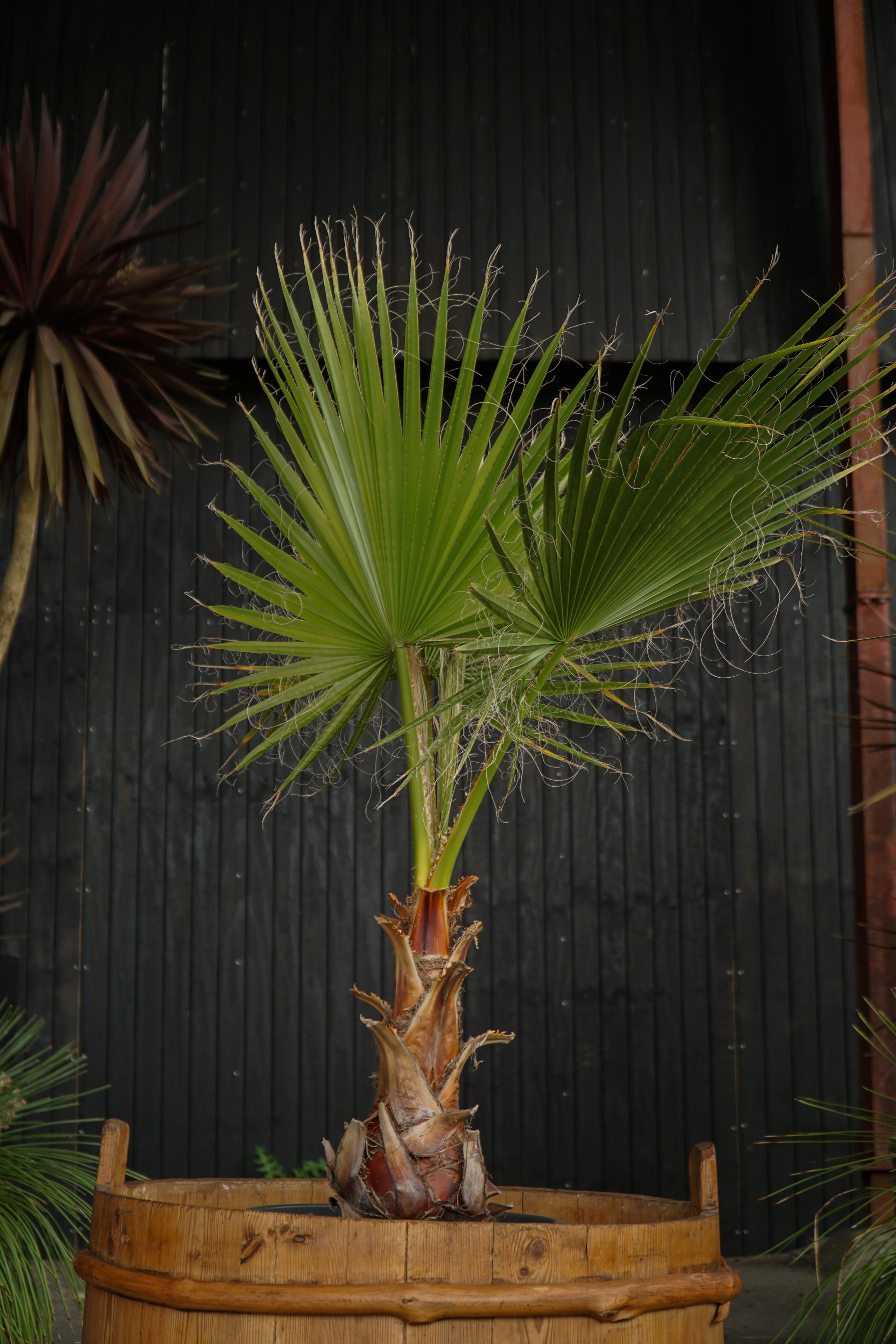 Palme_12.jpg
