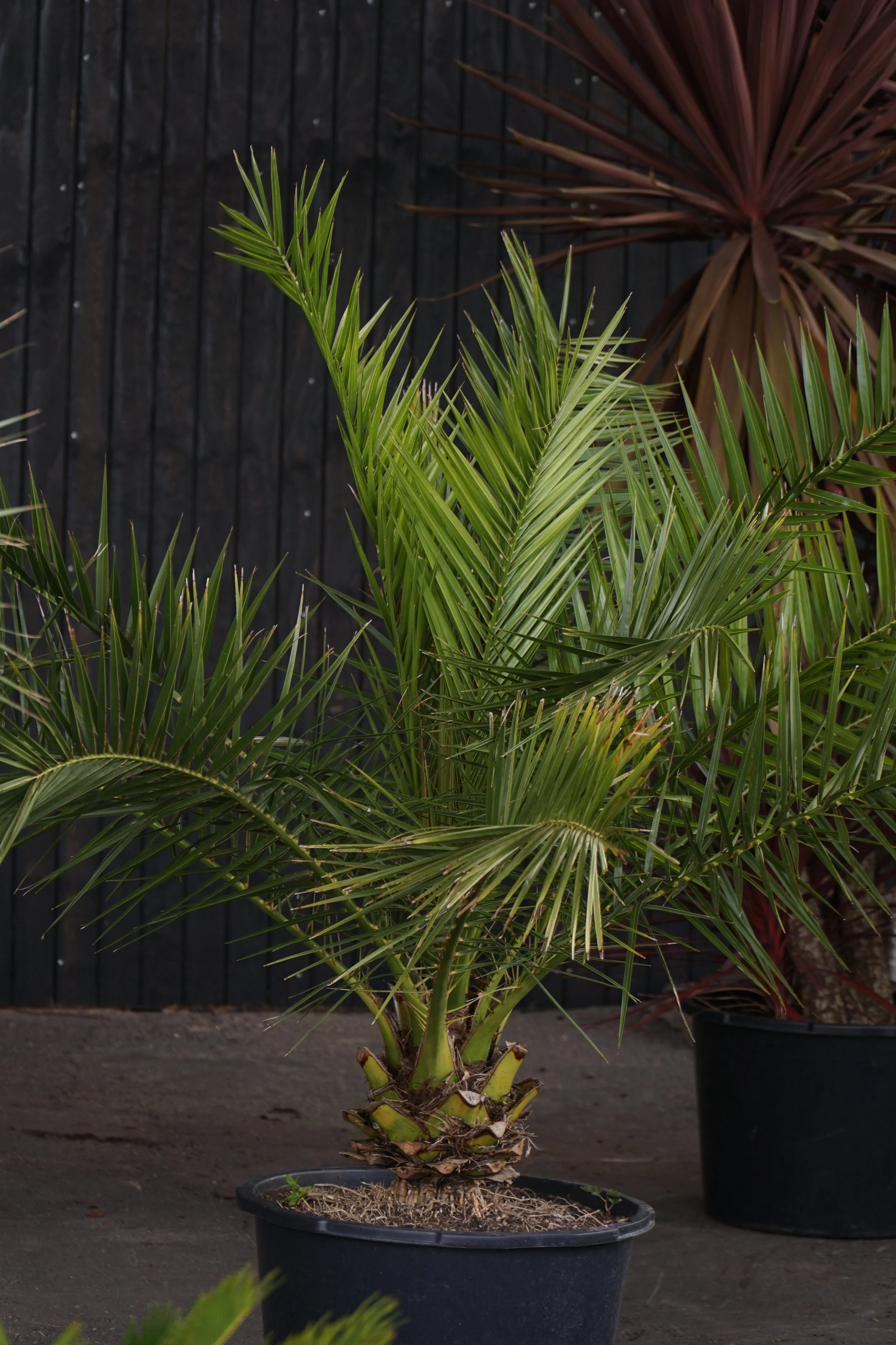Palme_1-6.jpg