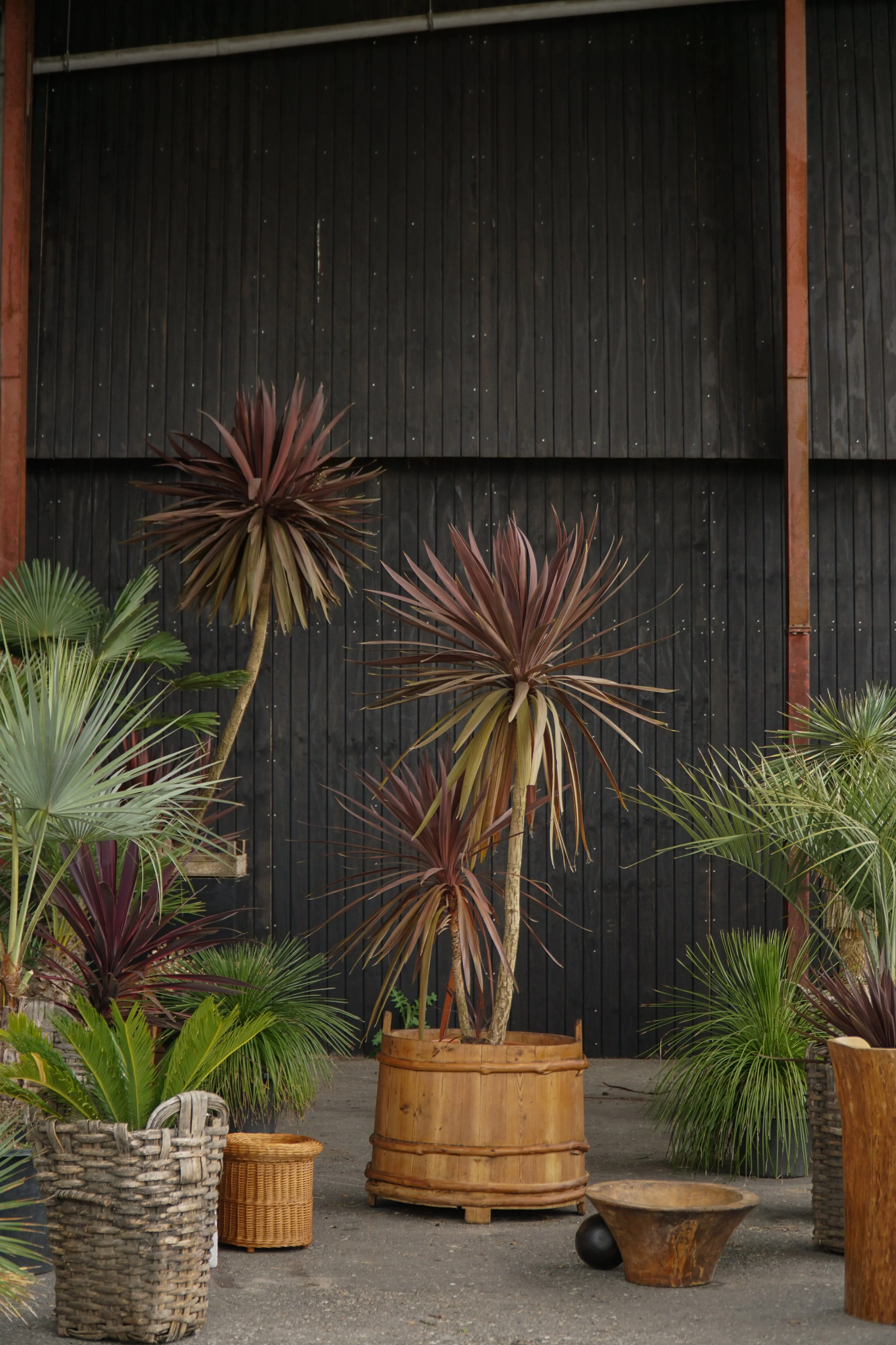 Cordyline australis – Rød Kålpalme