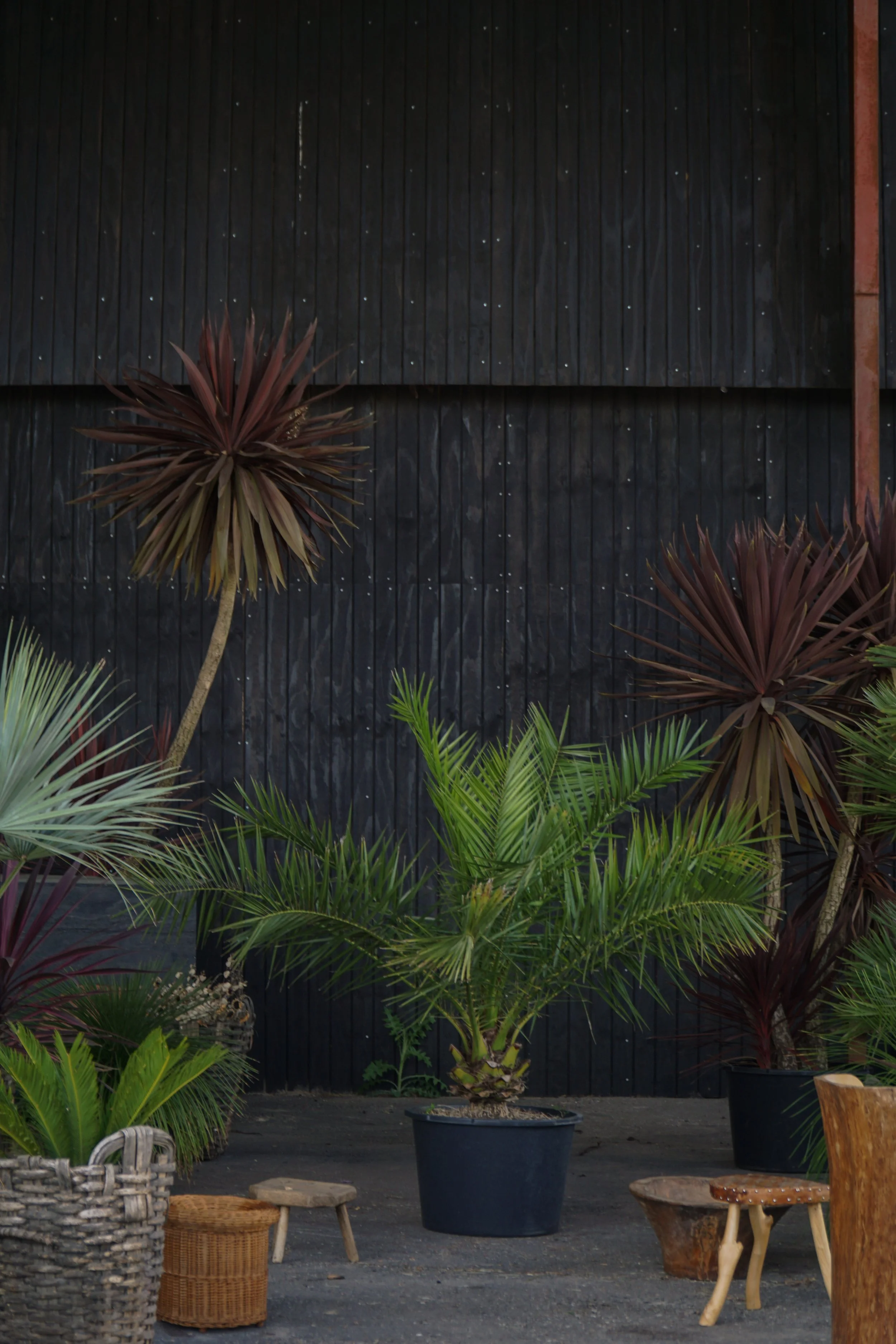 Palme_1.jpg