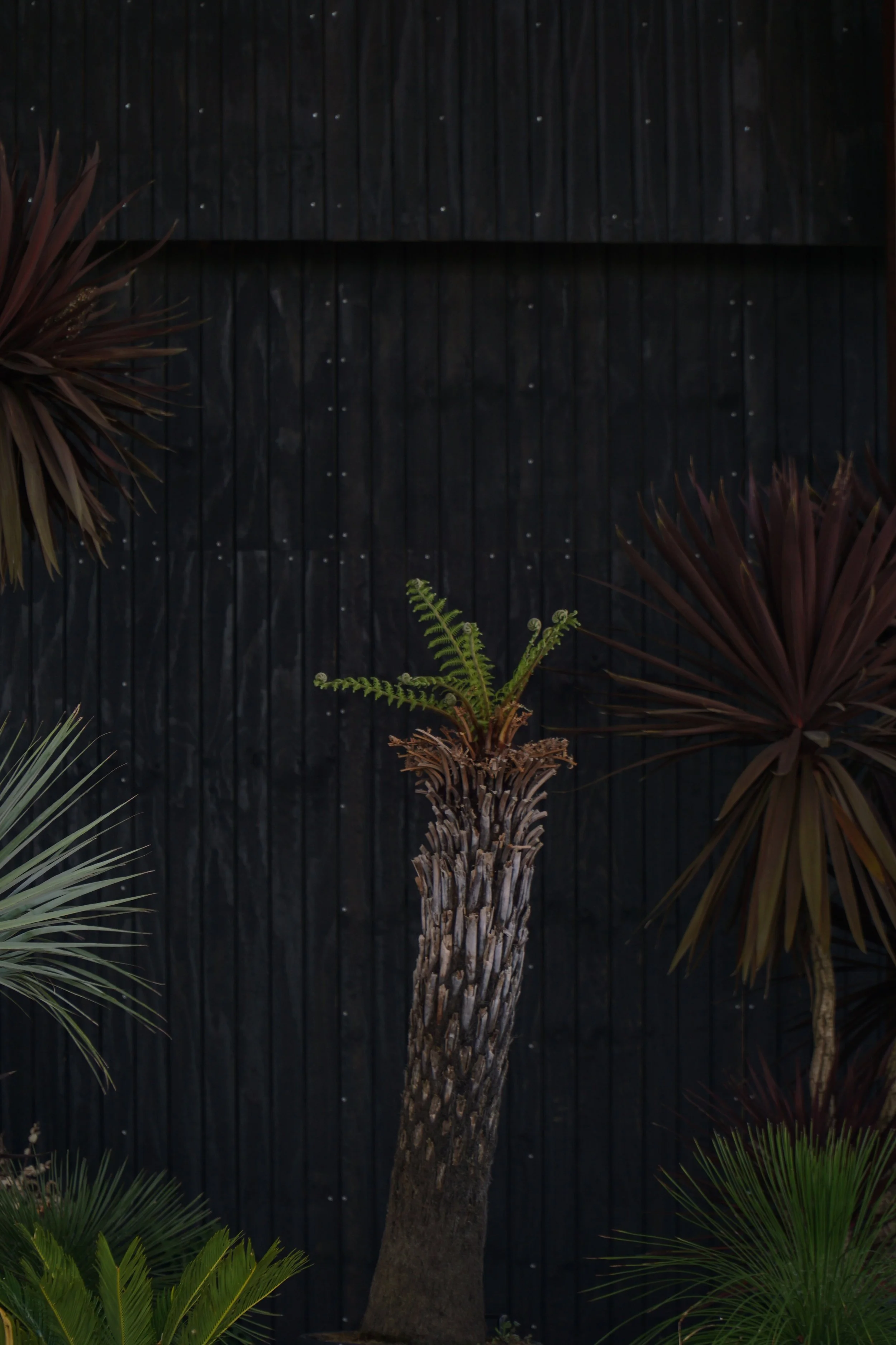 Palme_0-6.jpg