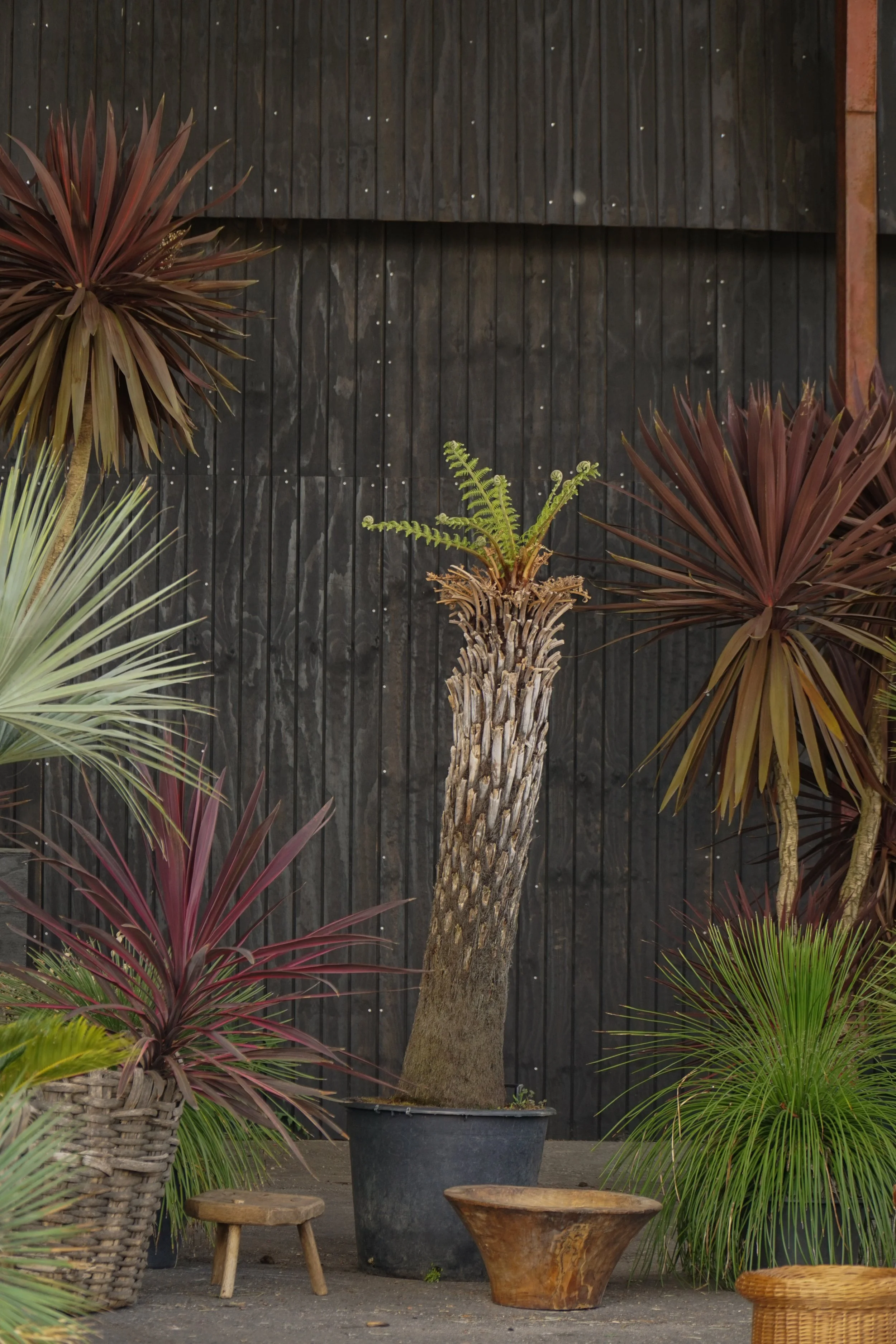 Palme_0-4.jpg