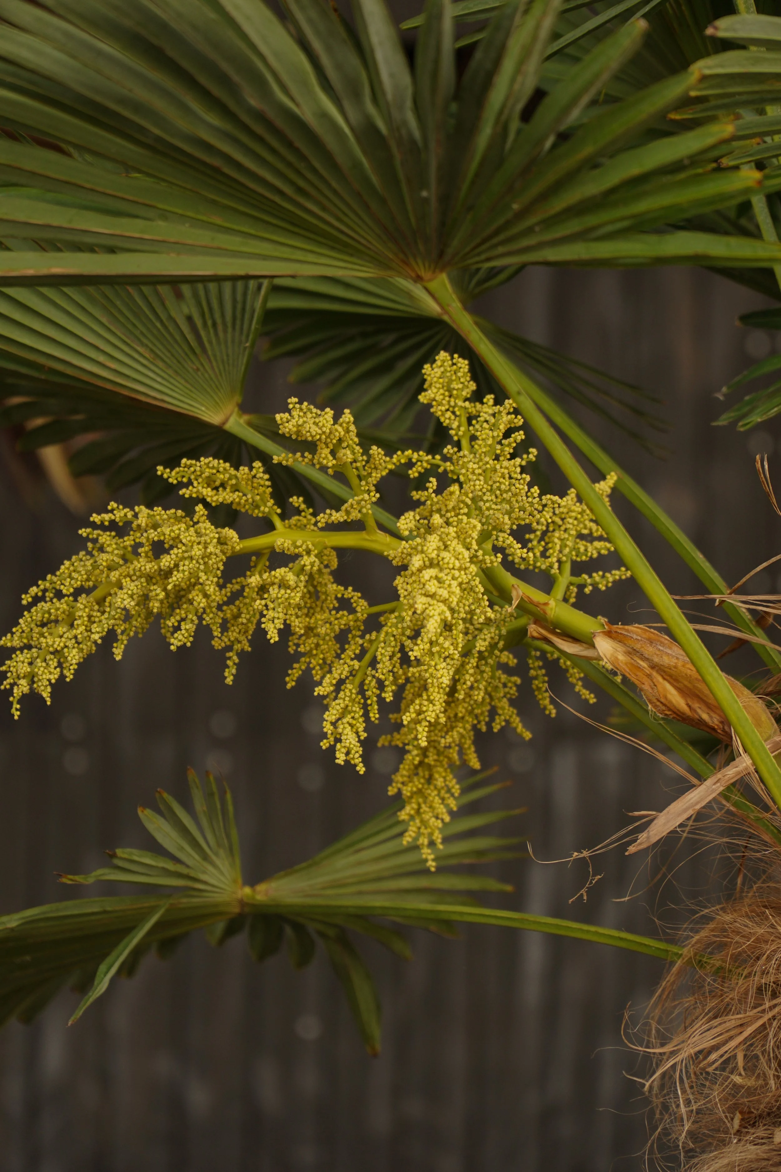Palme_4.jpg