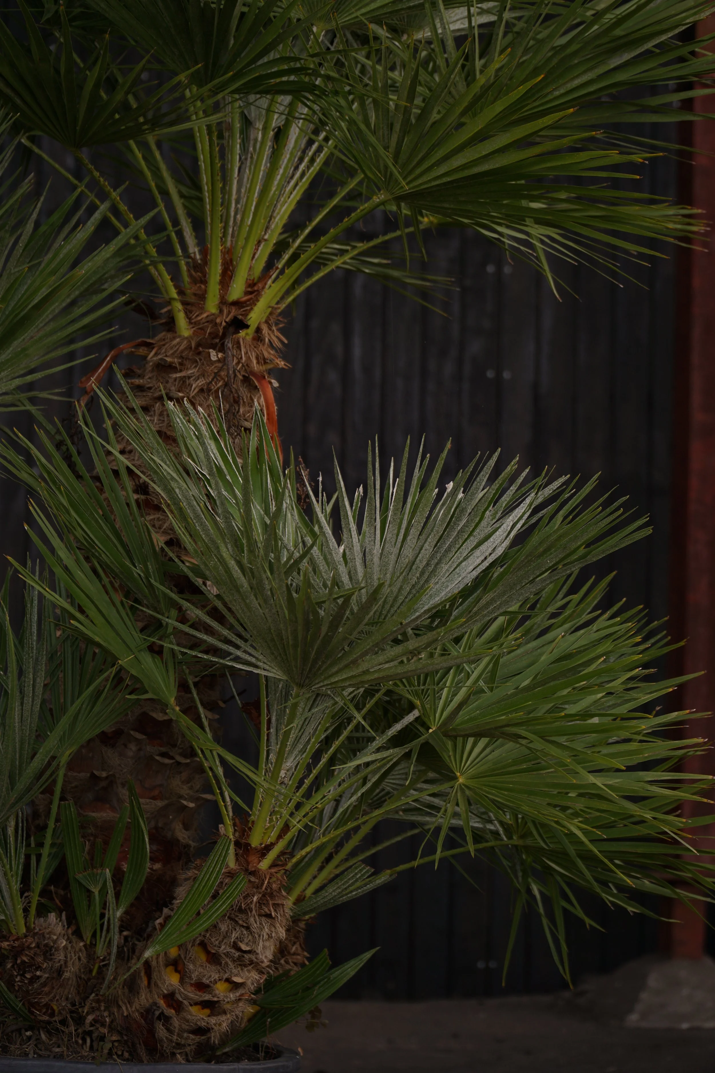 Palme_2-5.jpg