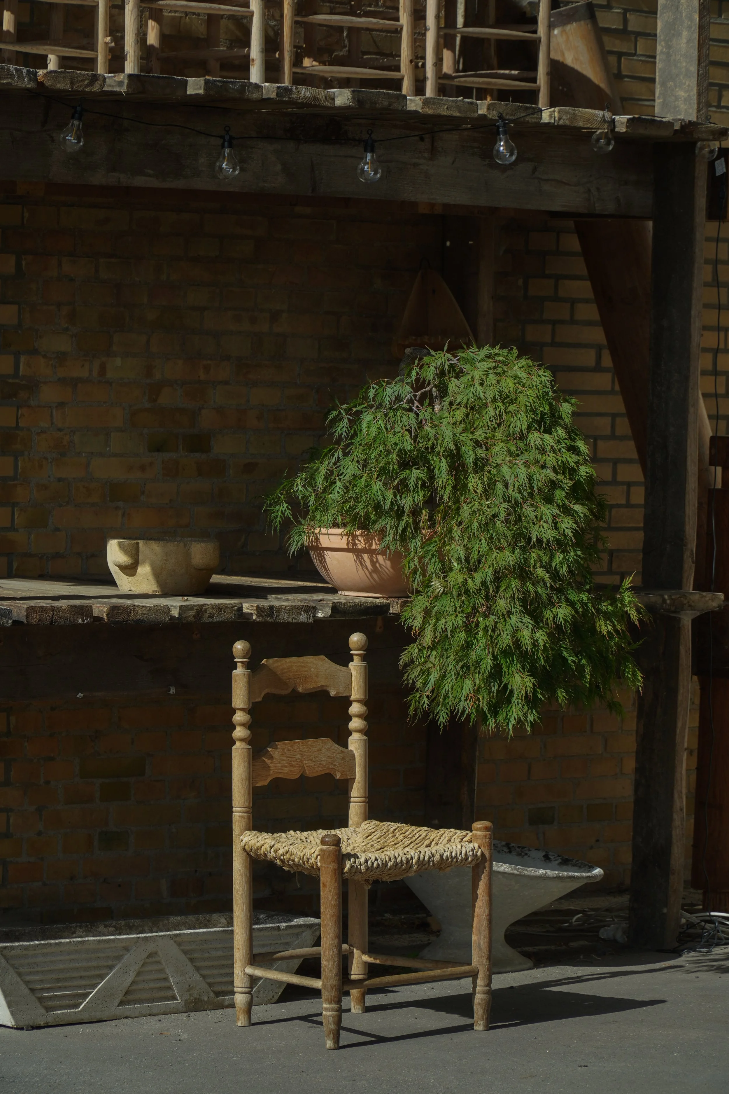 Bonsai - Løn - med krukke