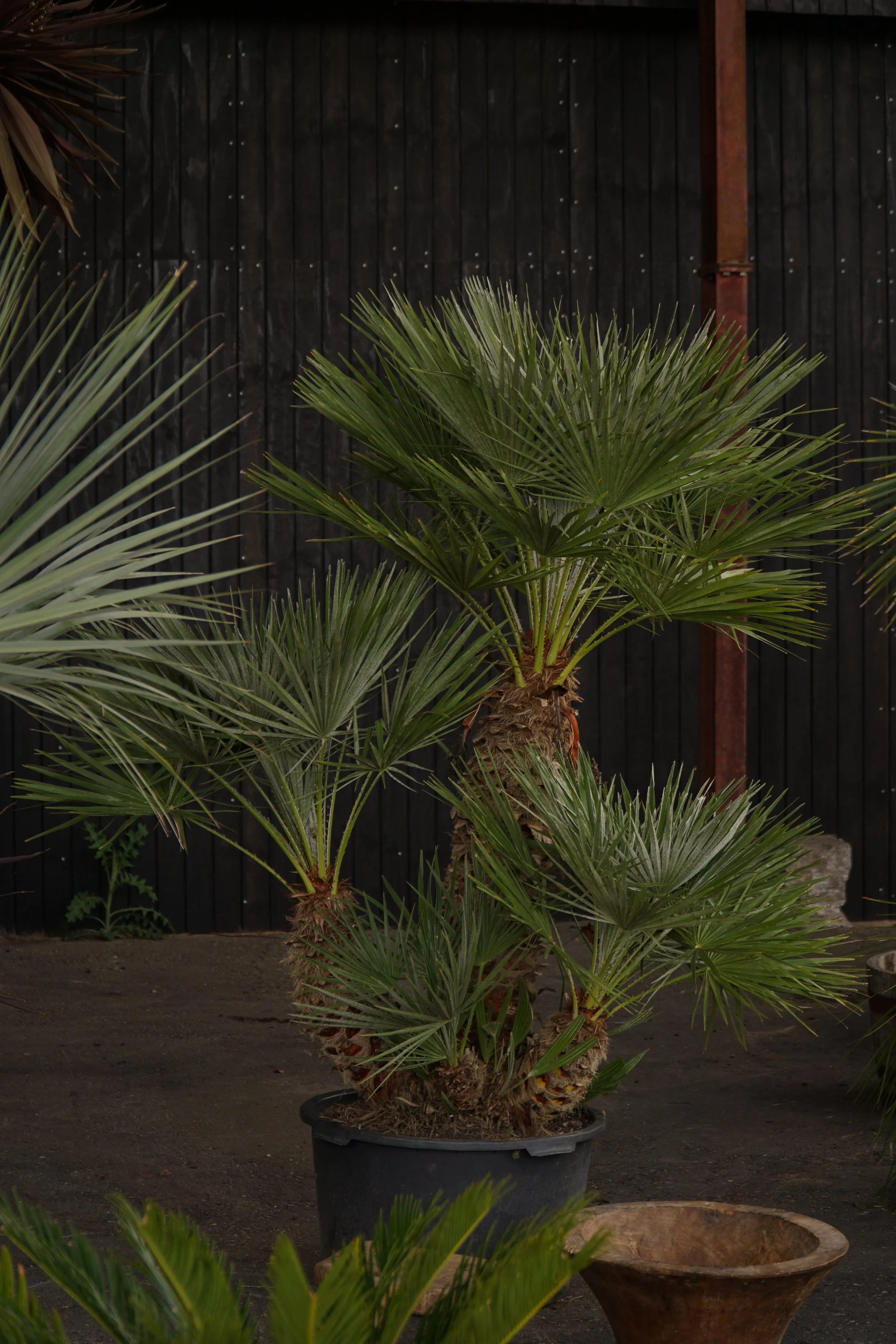 Palme_2-4.jpg
