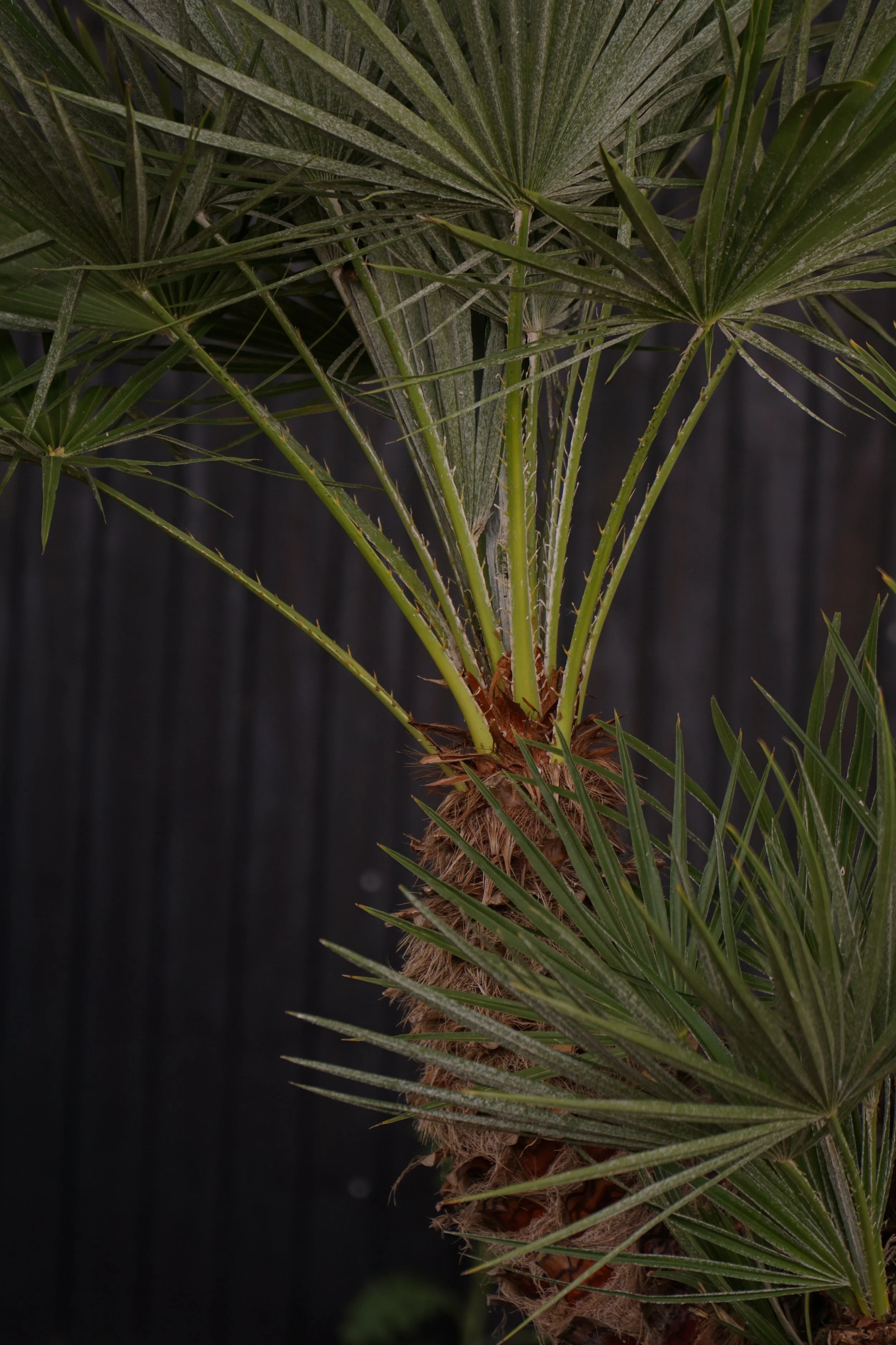 Palme_2-7.jpg
