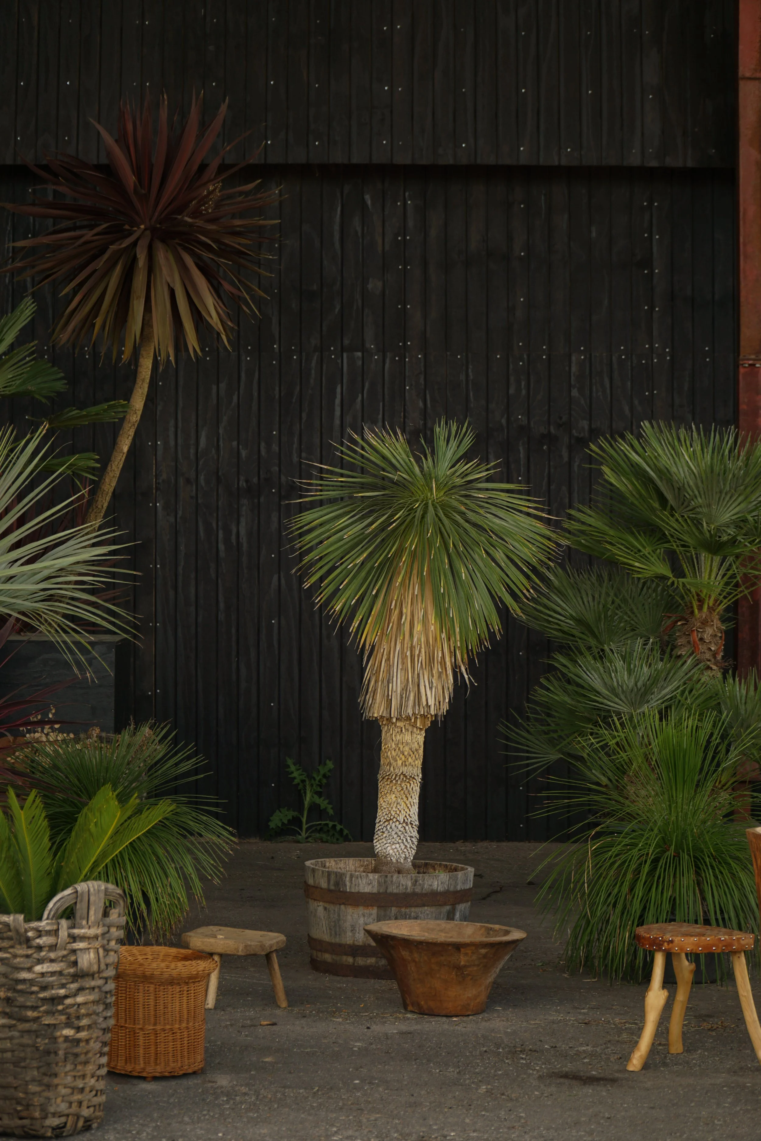 Palme_5-7.jpg