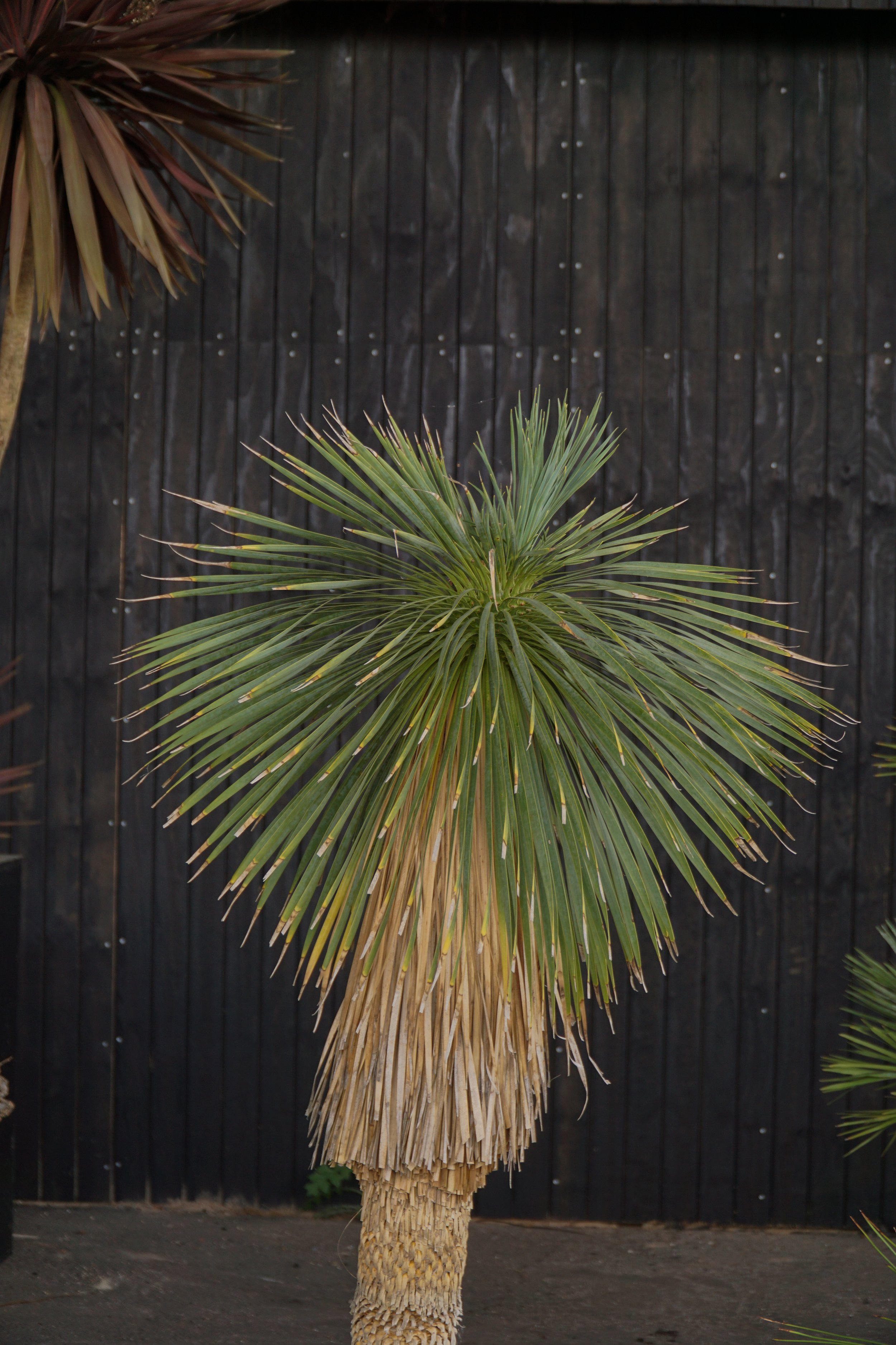 Palme_5.jpg