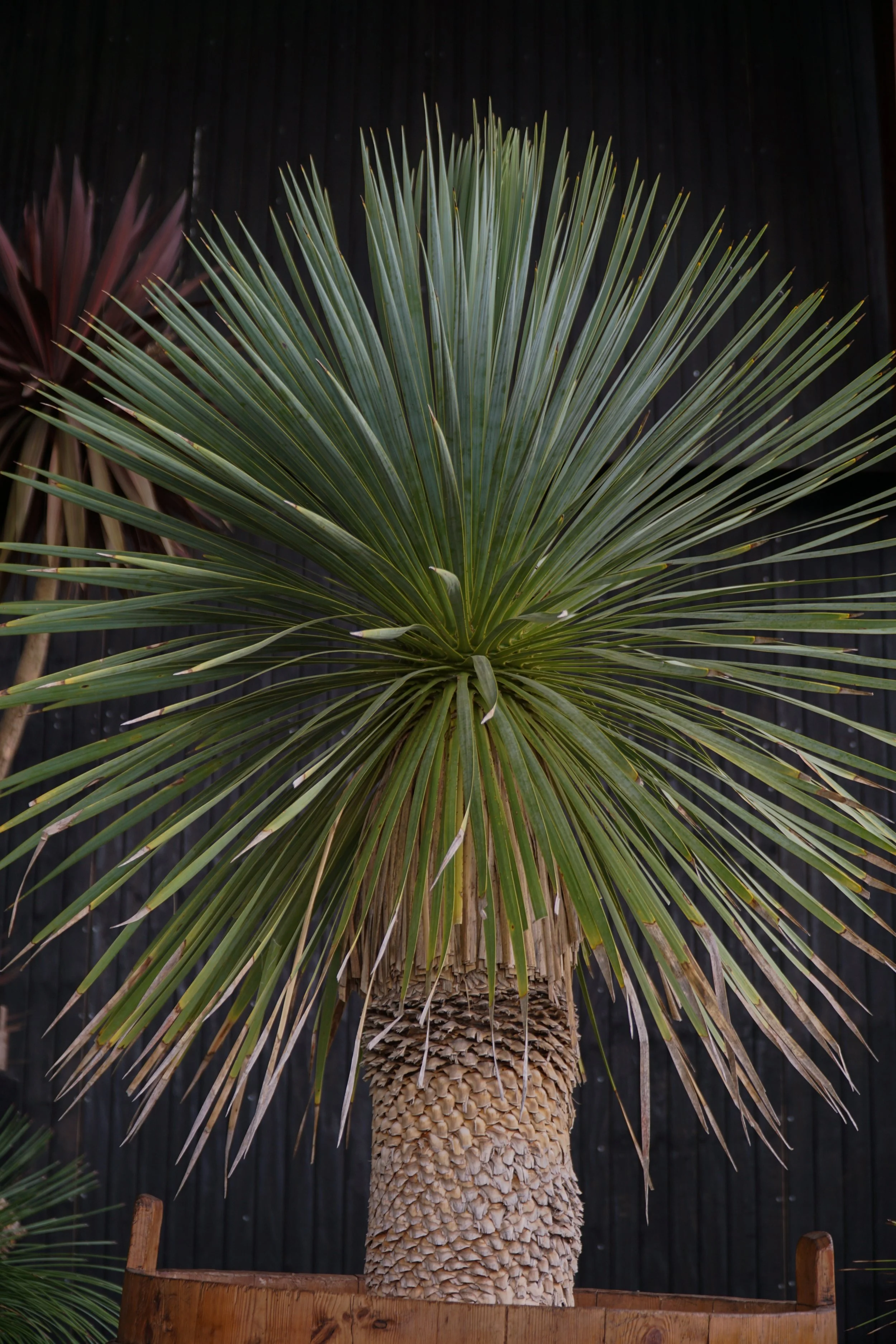 Palme_7-3.jpg