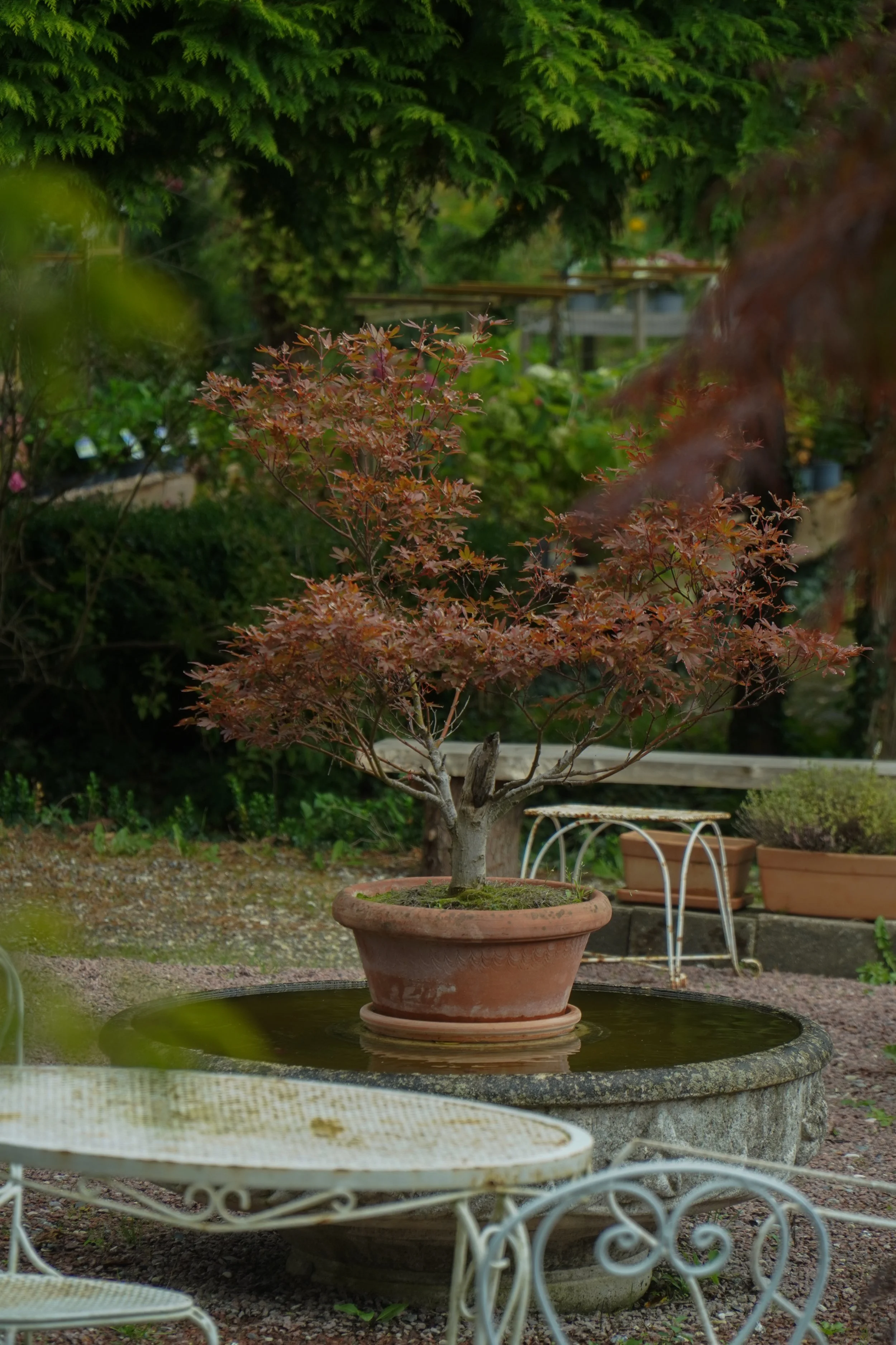Bonsai - Acer Palmatum - med krukke