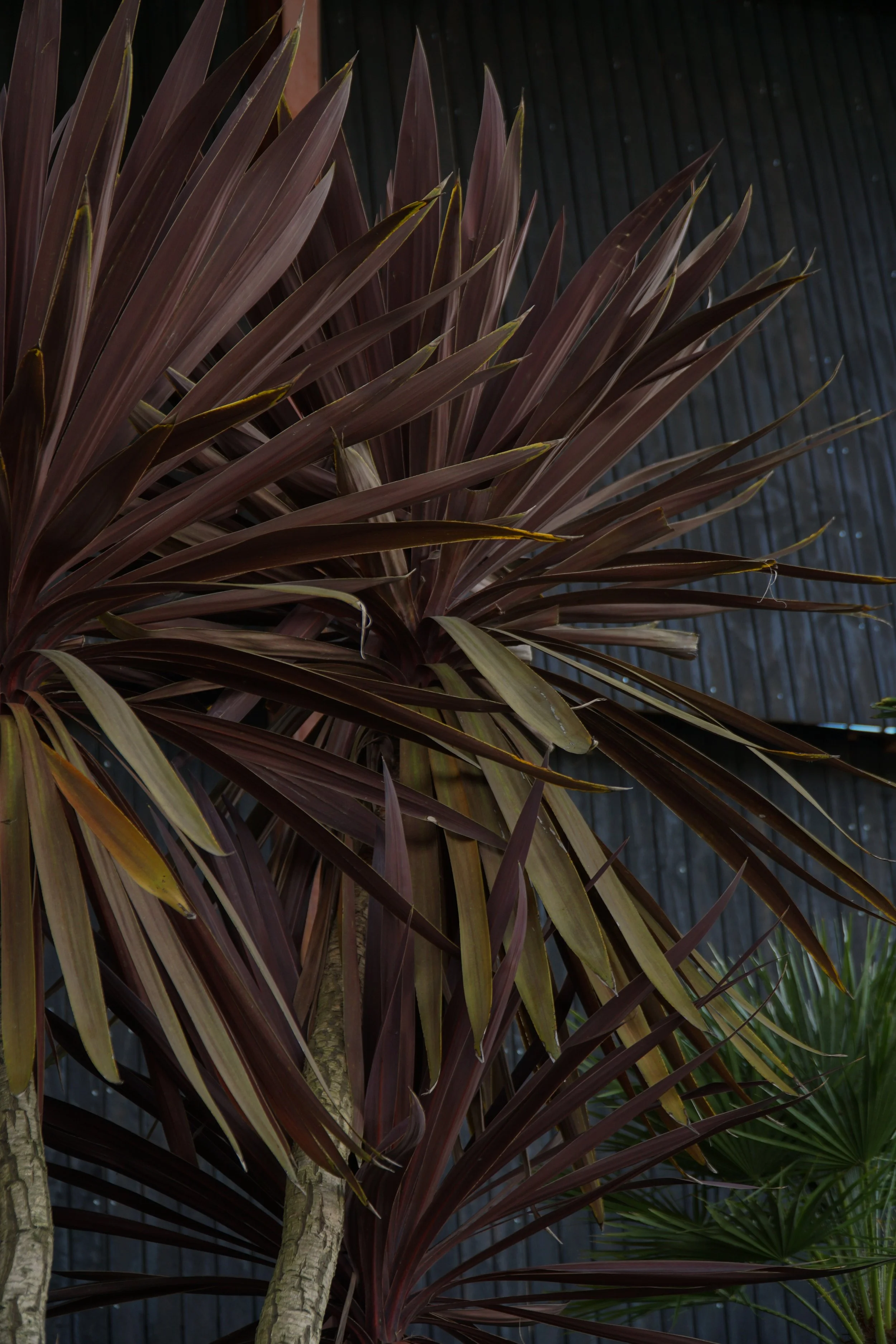 Palme_3.jpg