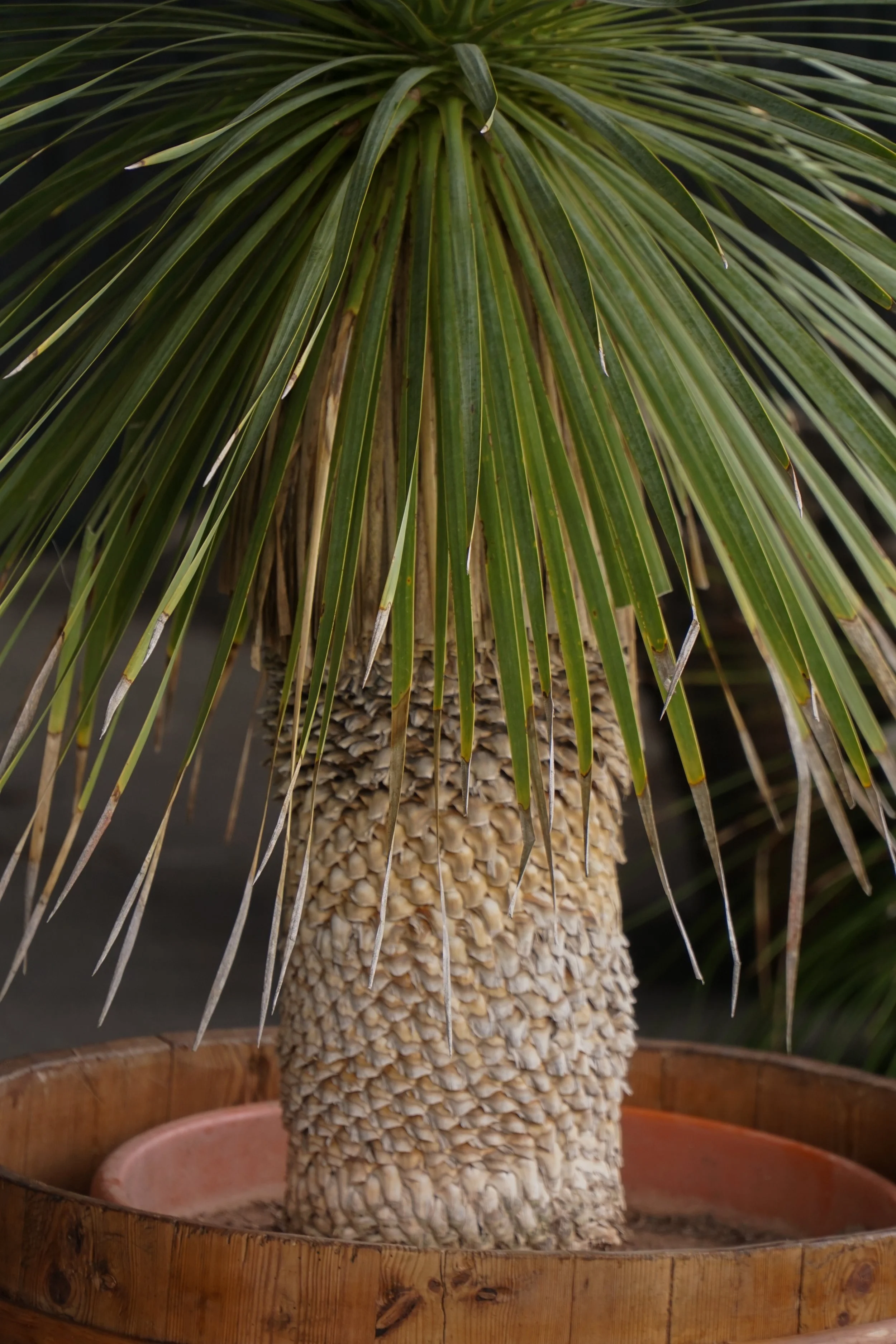Palme_7-6.jpg