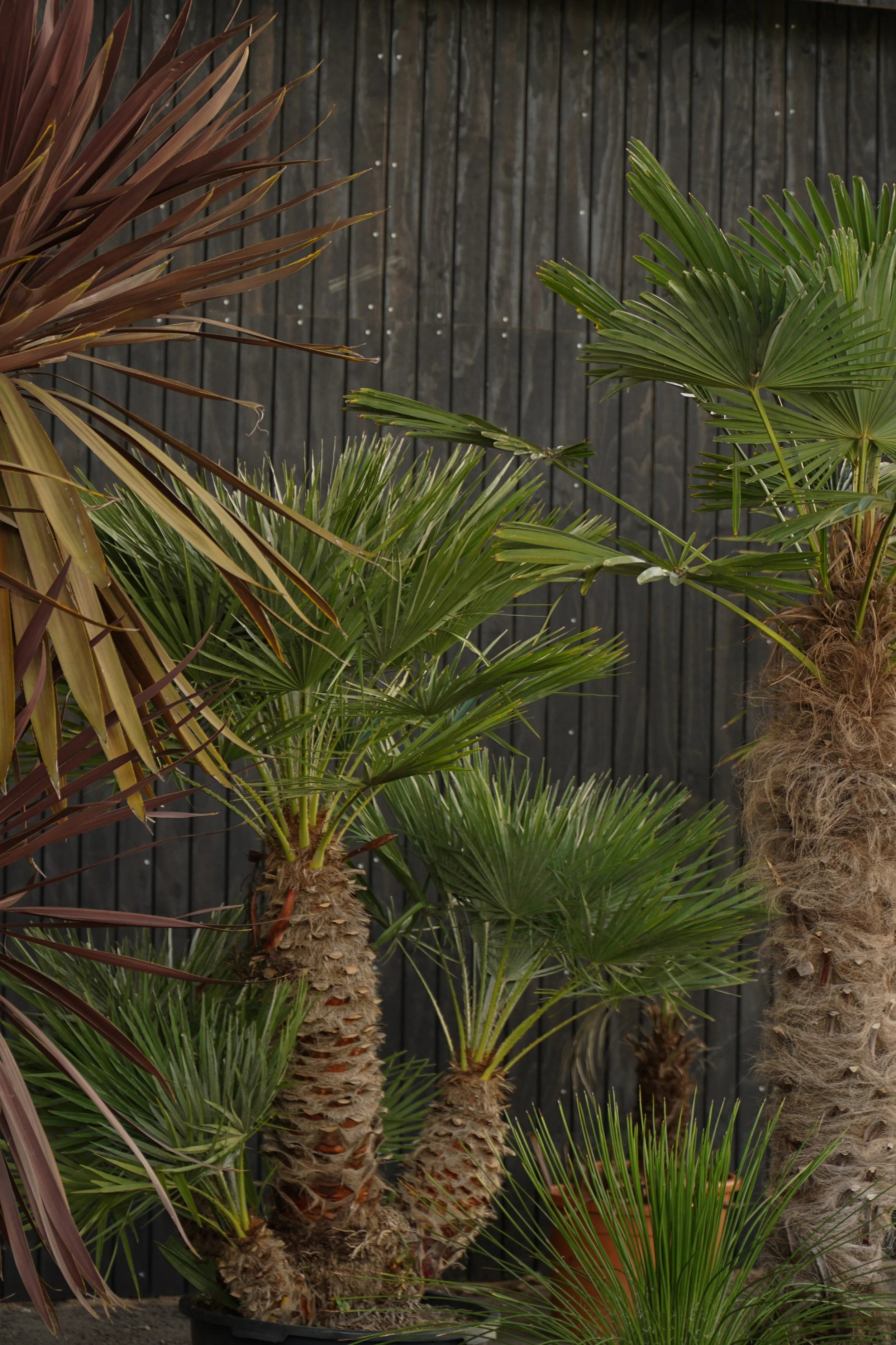 Palme_2.jpg