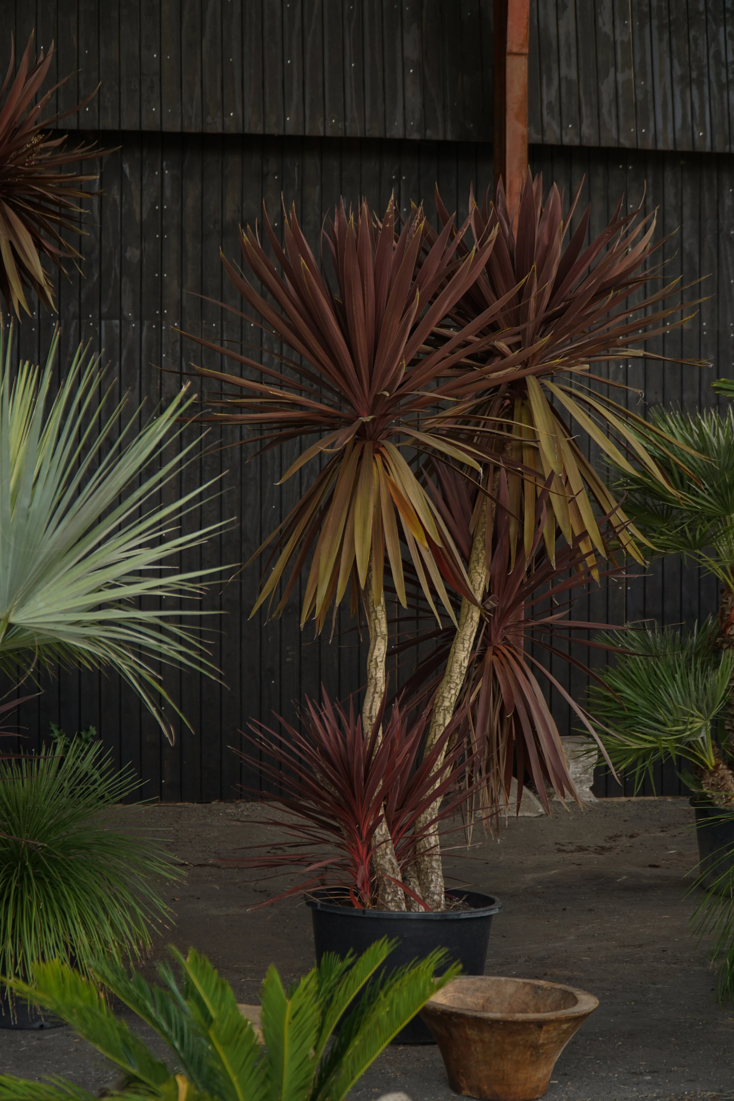Palme_3-6.jpg