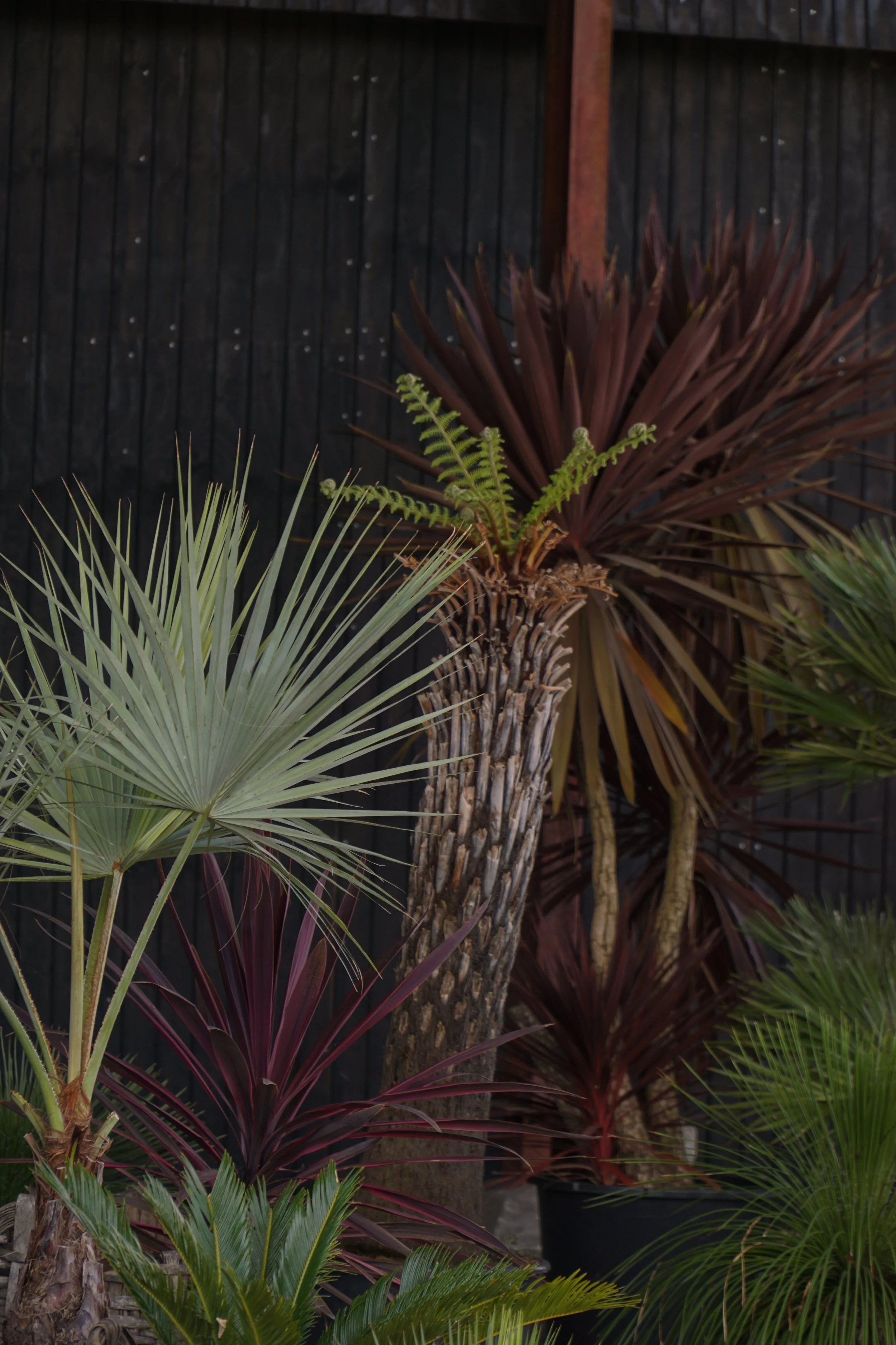 Palme_0-5.jpg