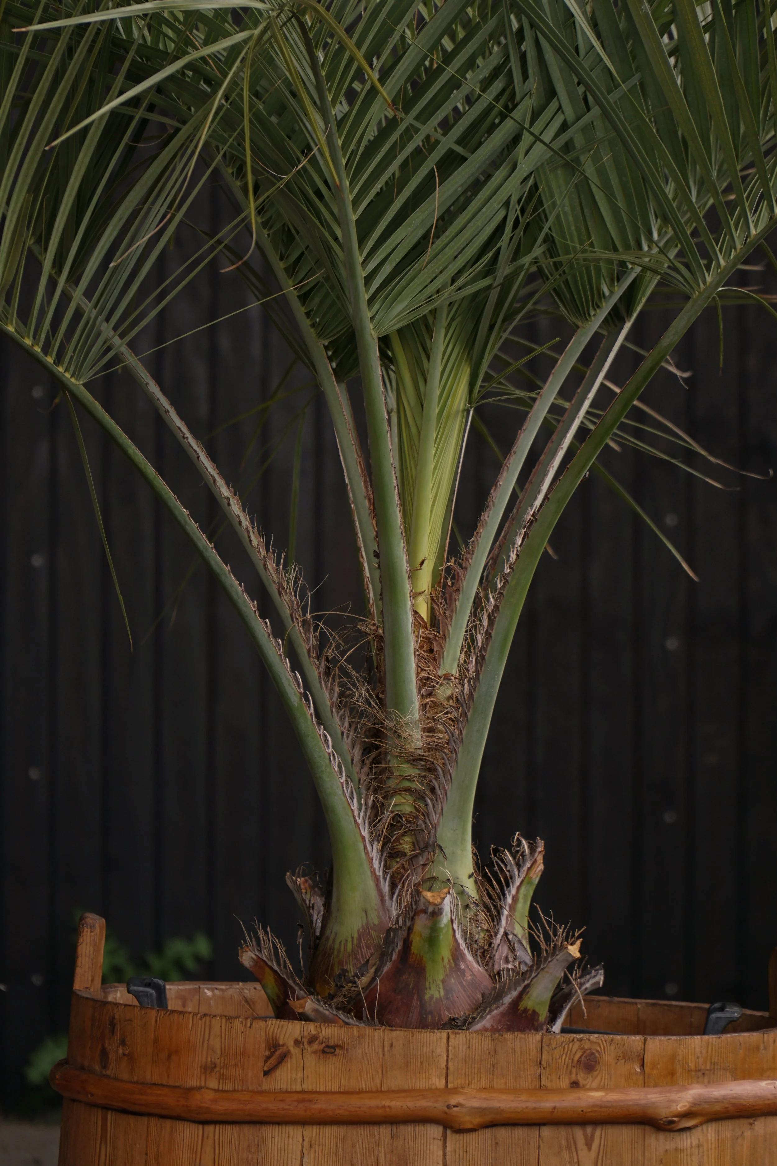 Palme_10-3.jpg