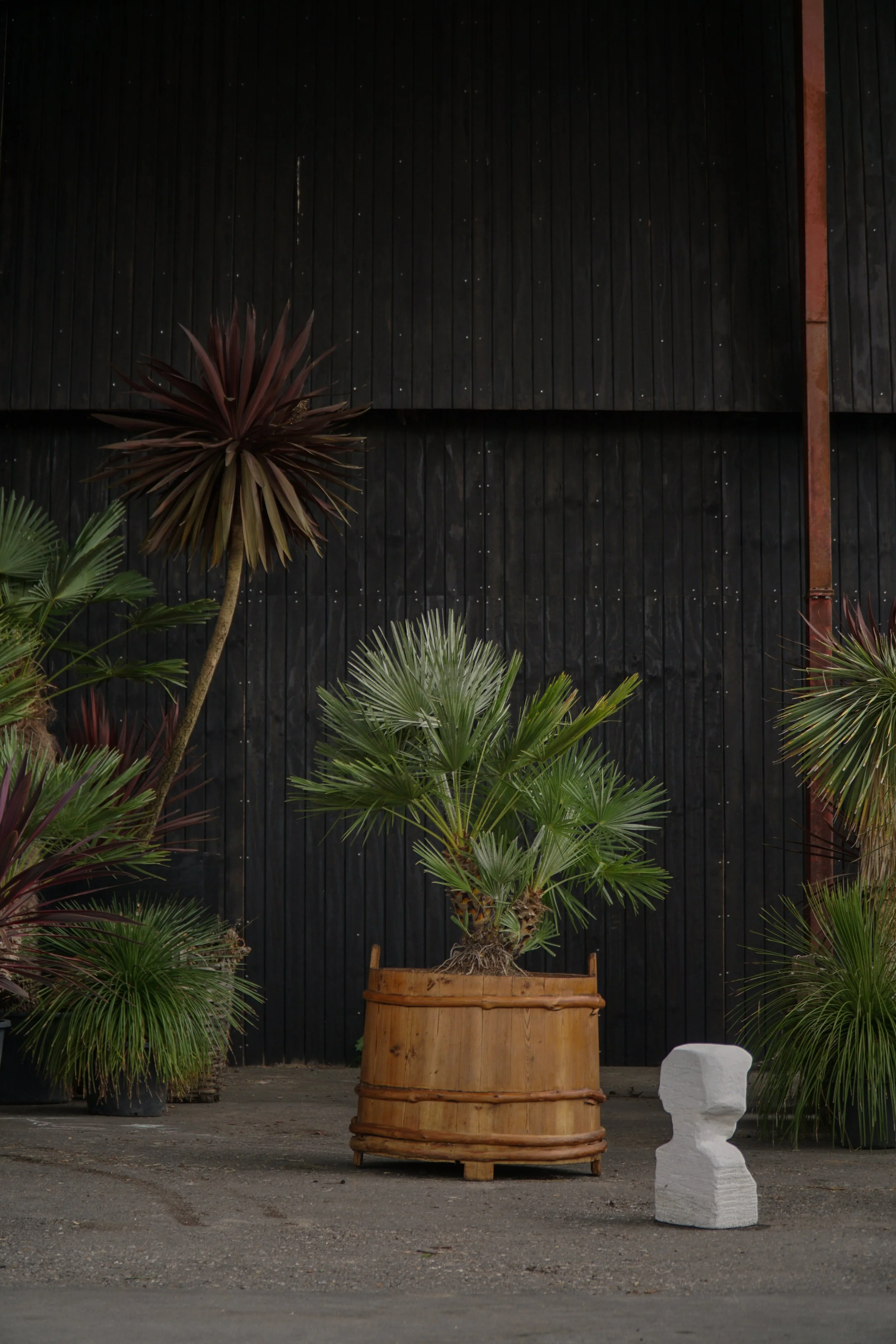 Palme_13-9.jpg