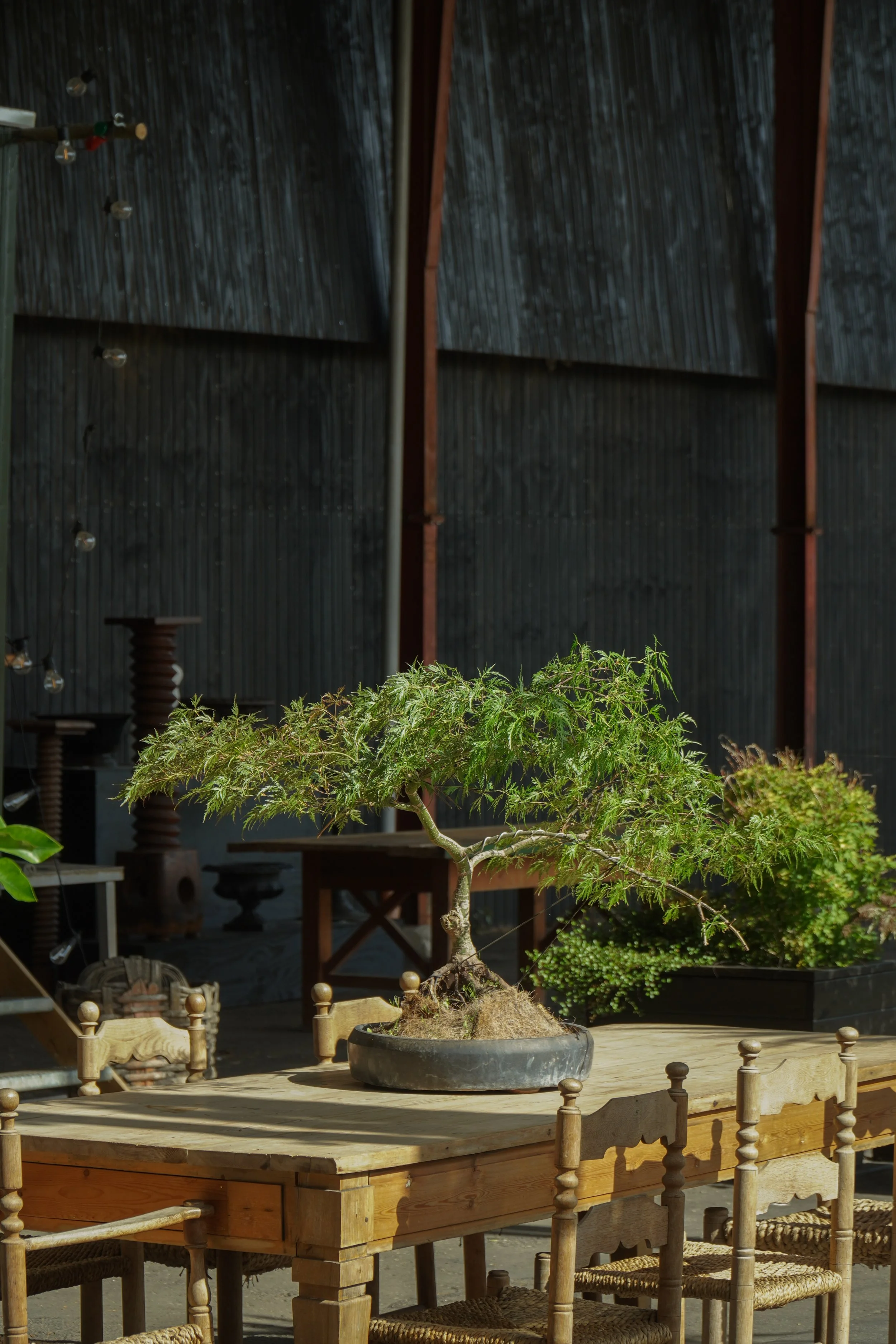 Bonsai - Acer Palmatum - med krukke