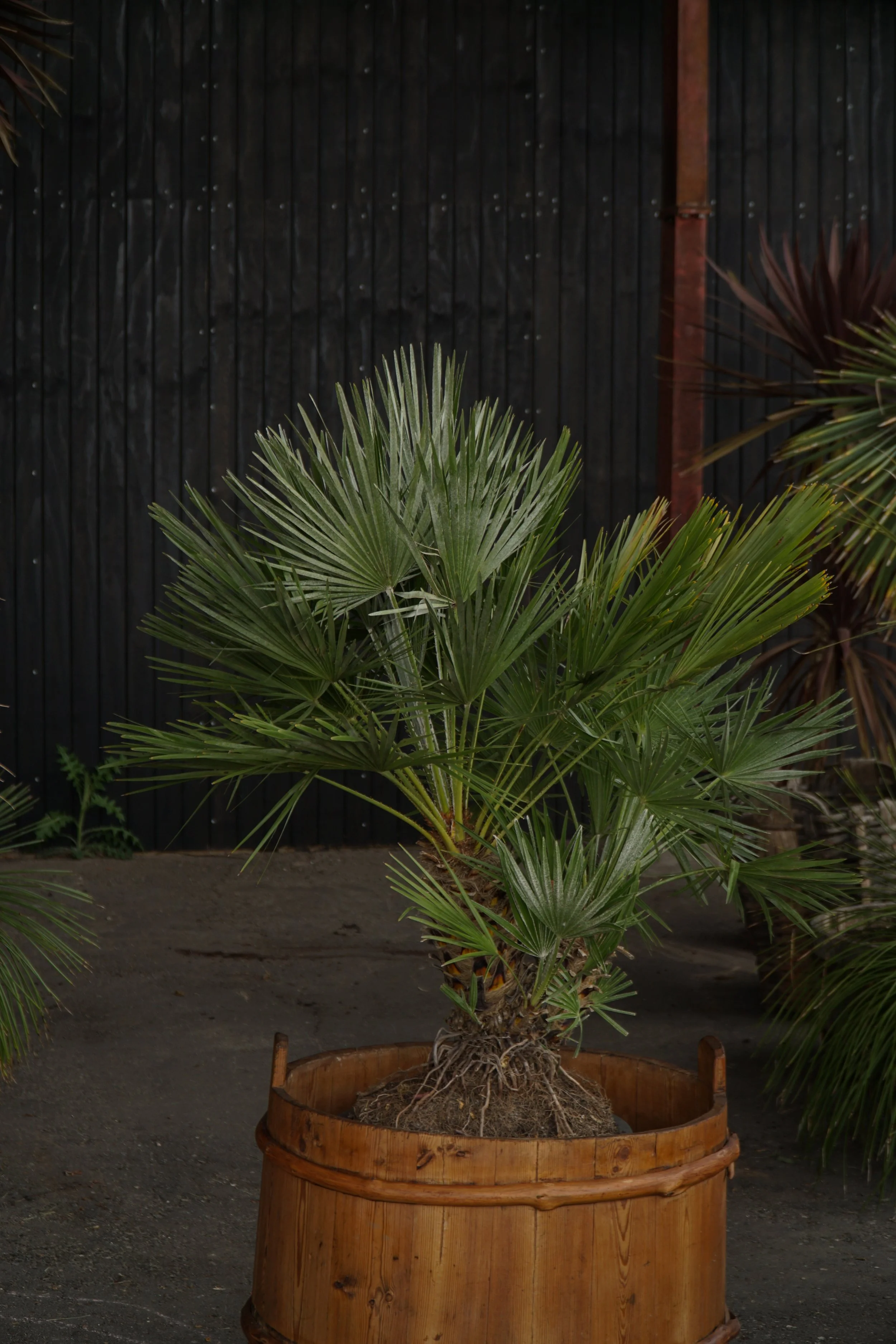 Palme_13-6.jpg