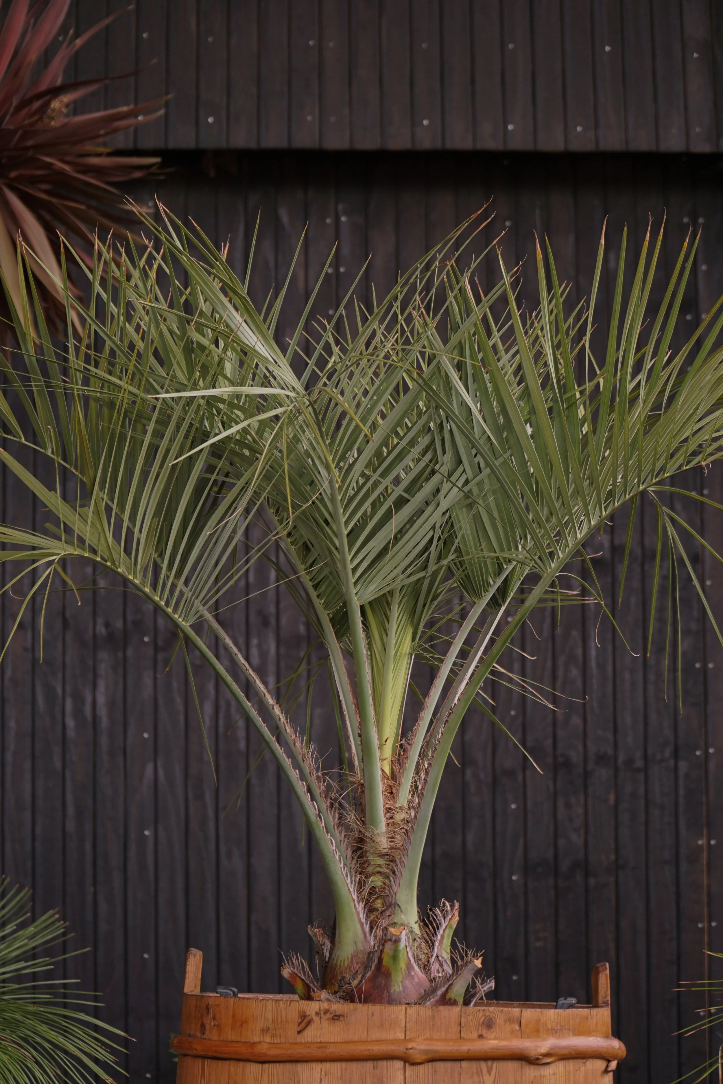 Palme_10-5.jpg
