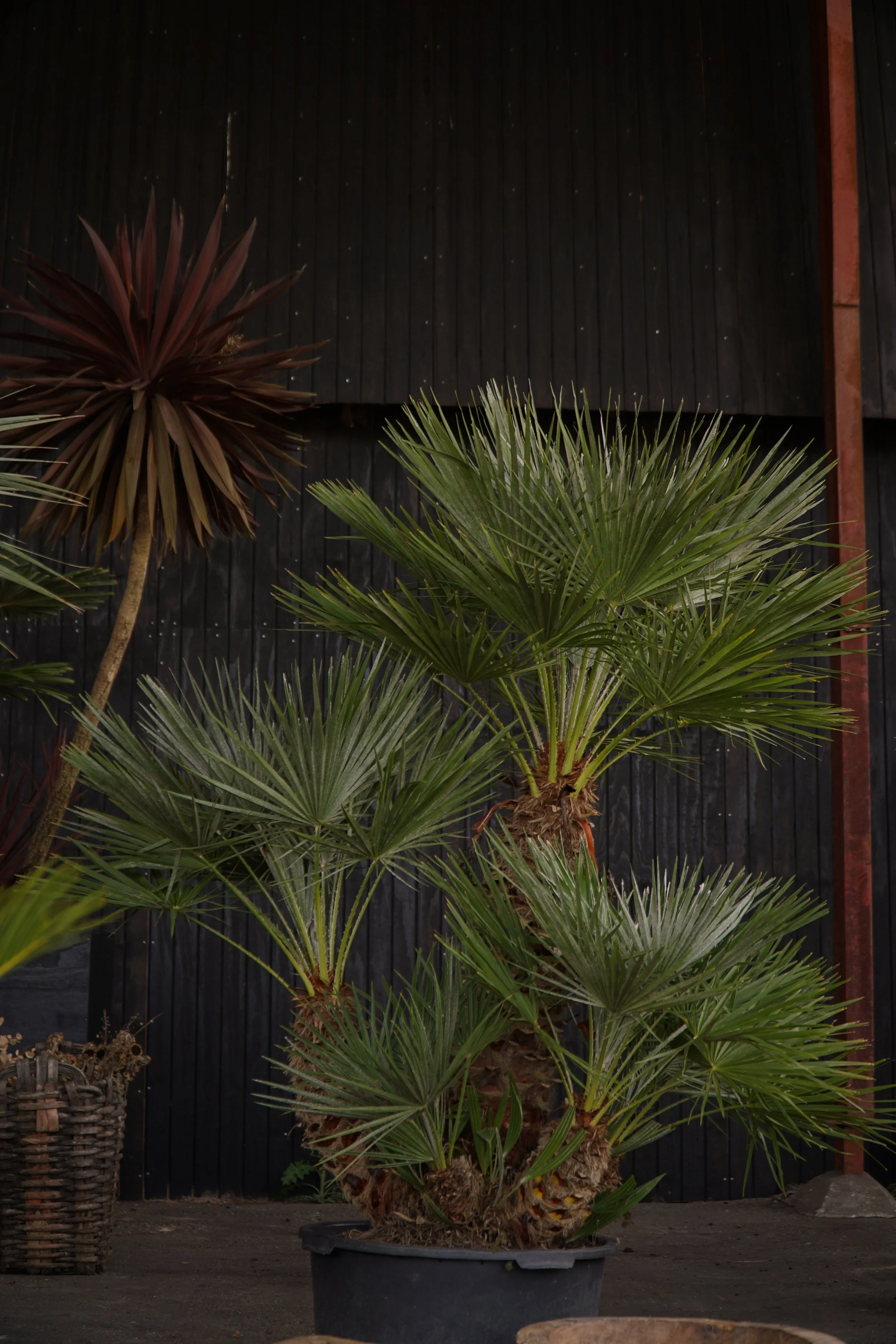 Palme_2-8.jpg