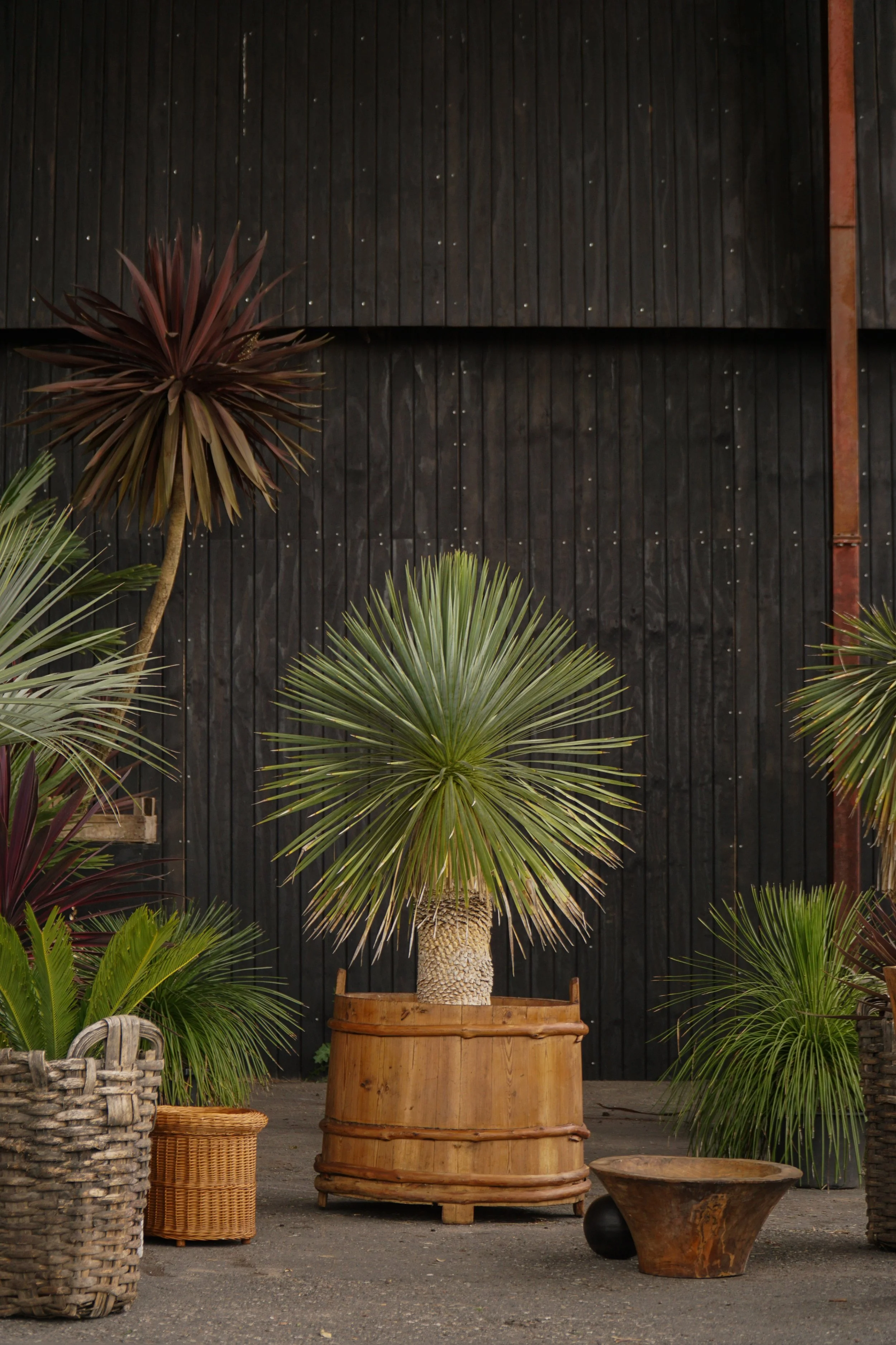 Palme_7-10.jpg