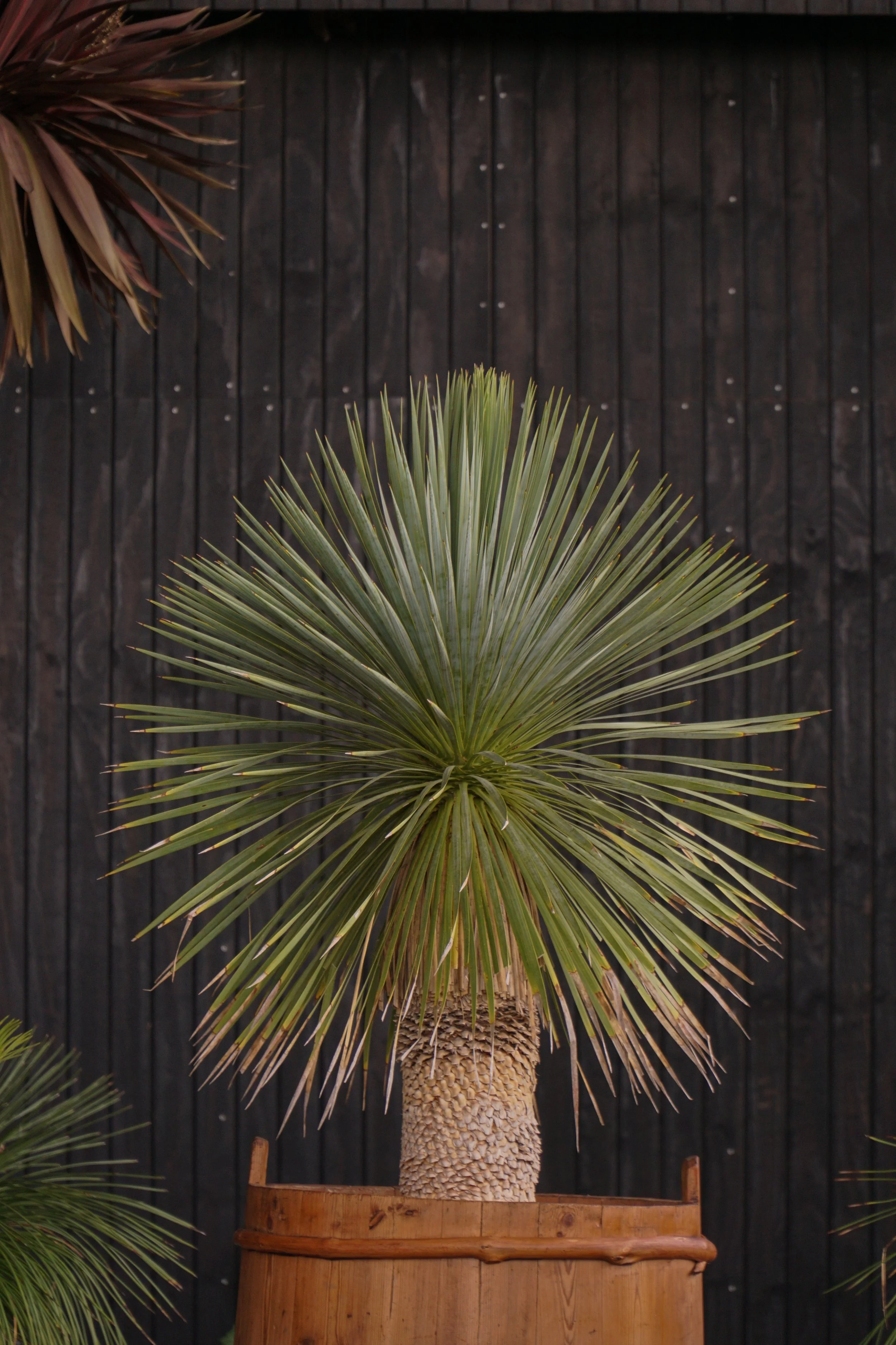 Palme_7-8.jpg