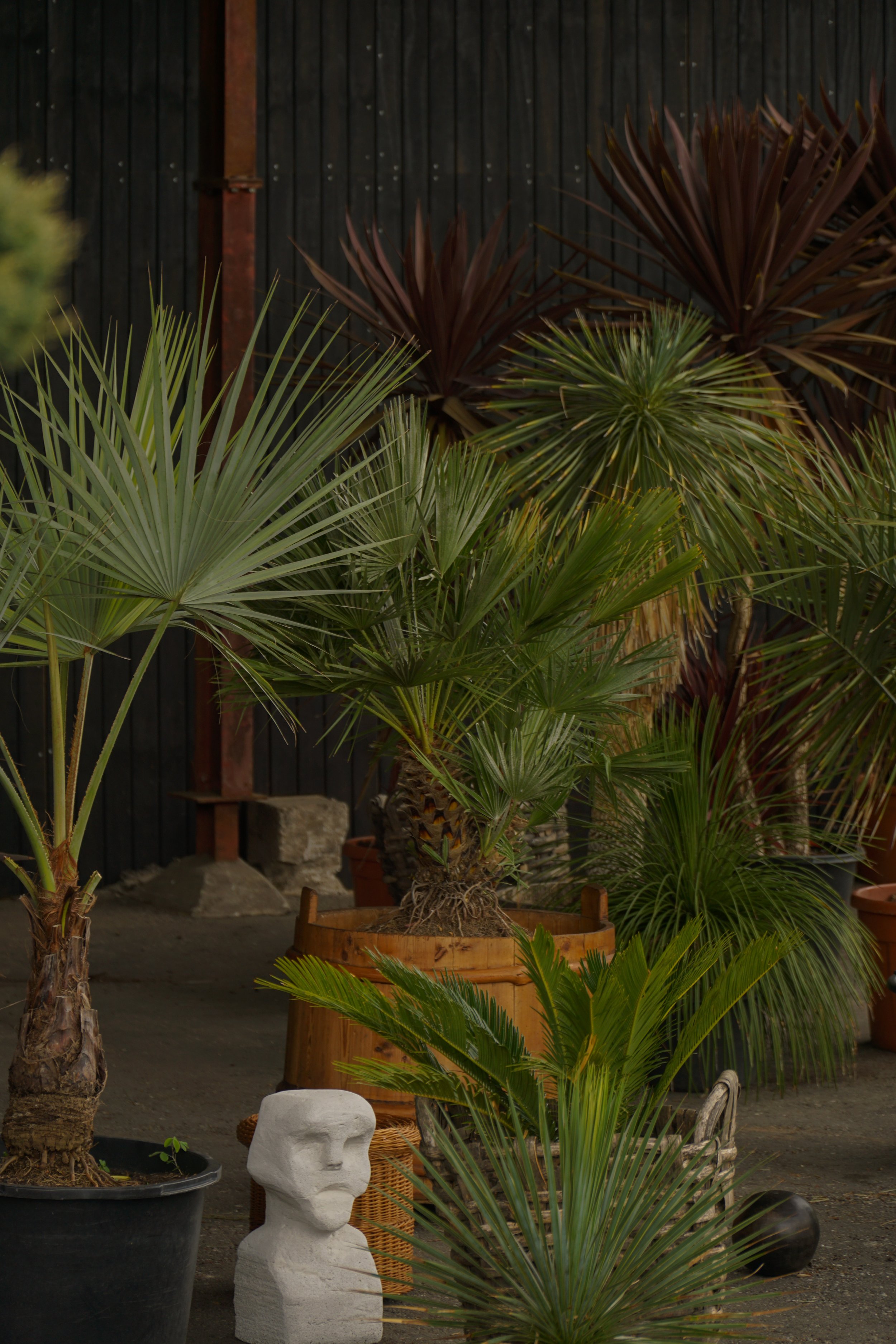 Palme_13-4.jpg
