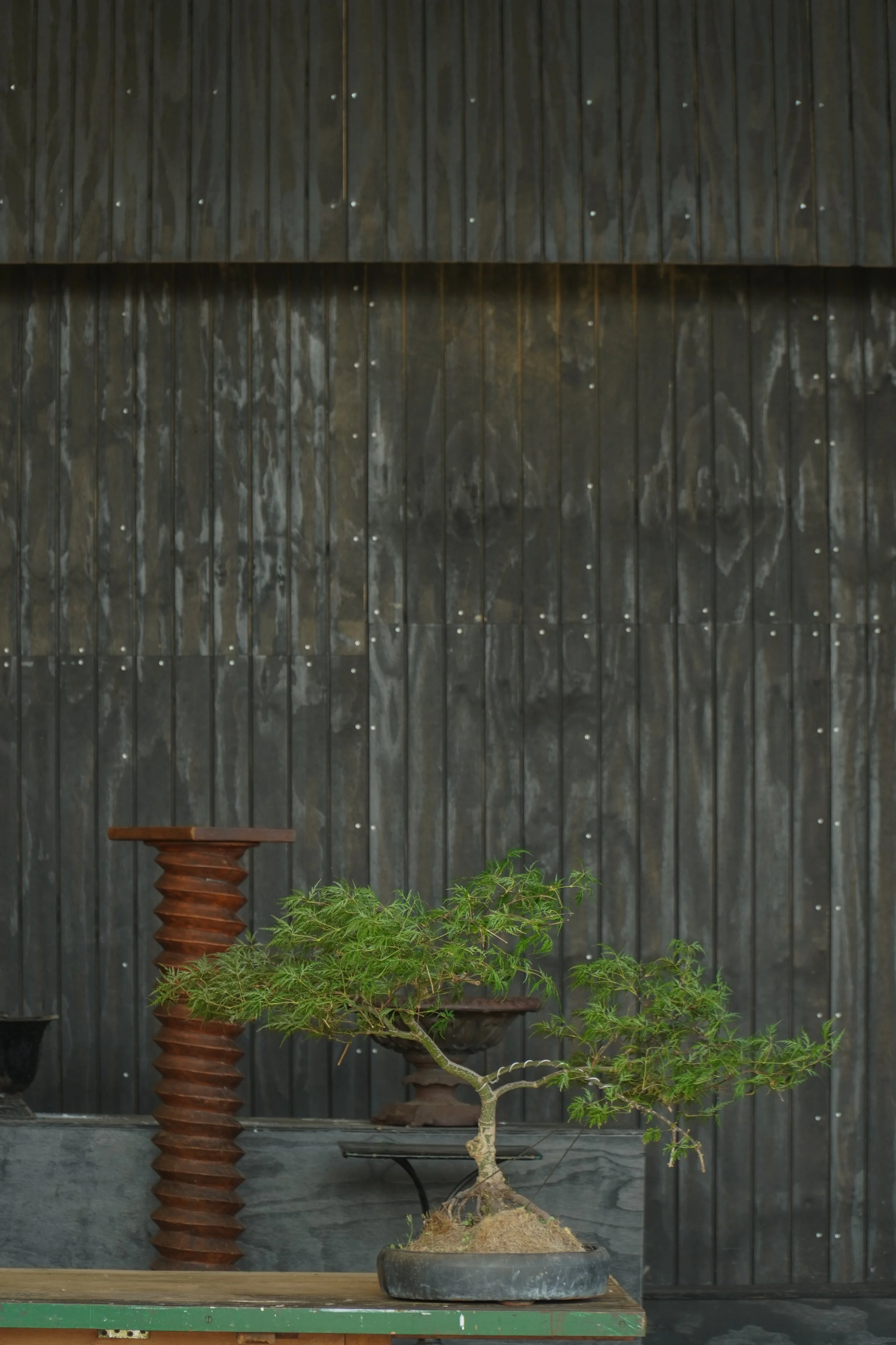 Bonsai-9.jpg