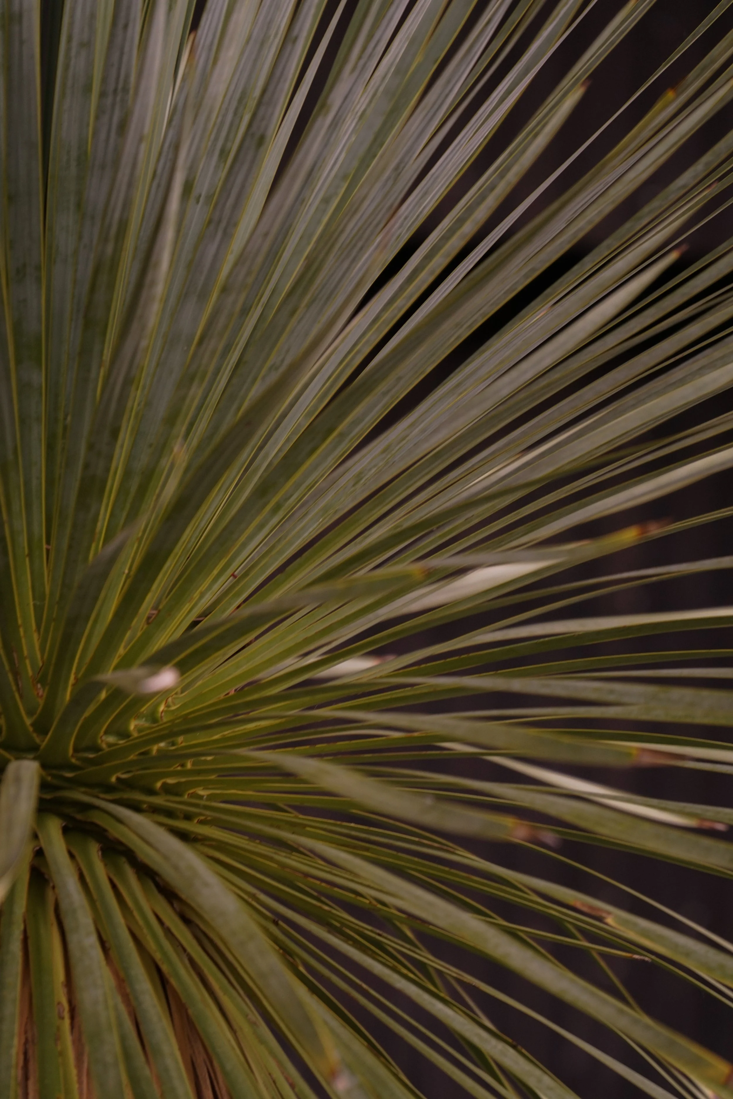 Palme_7-4.jpg