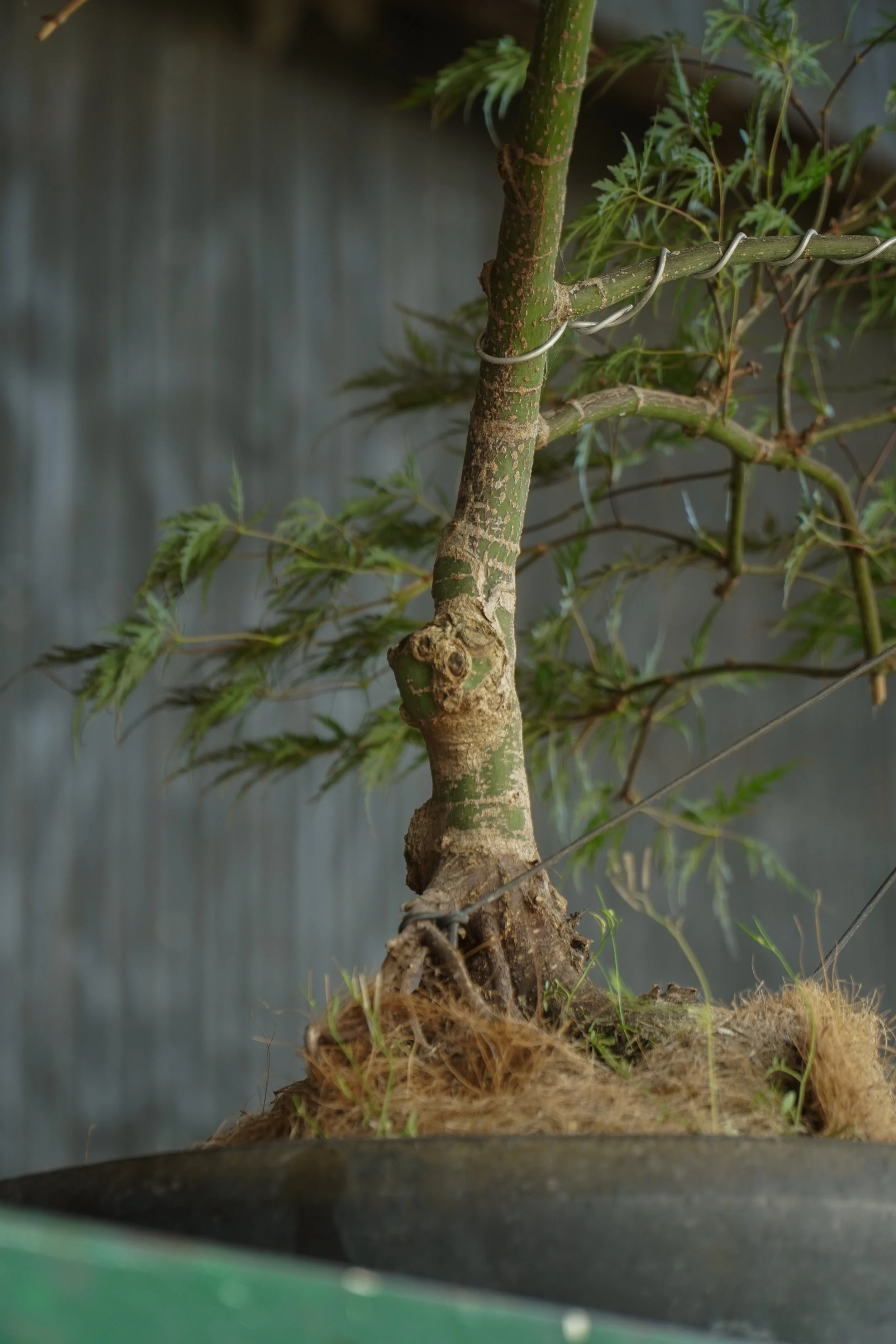 Bonsai-4.jpg