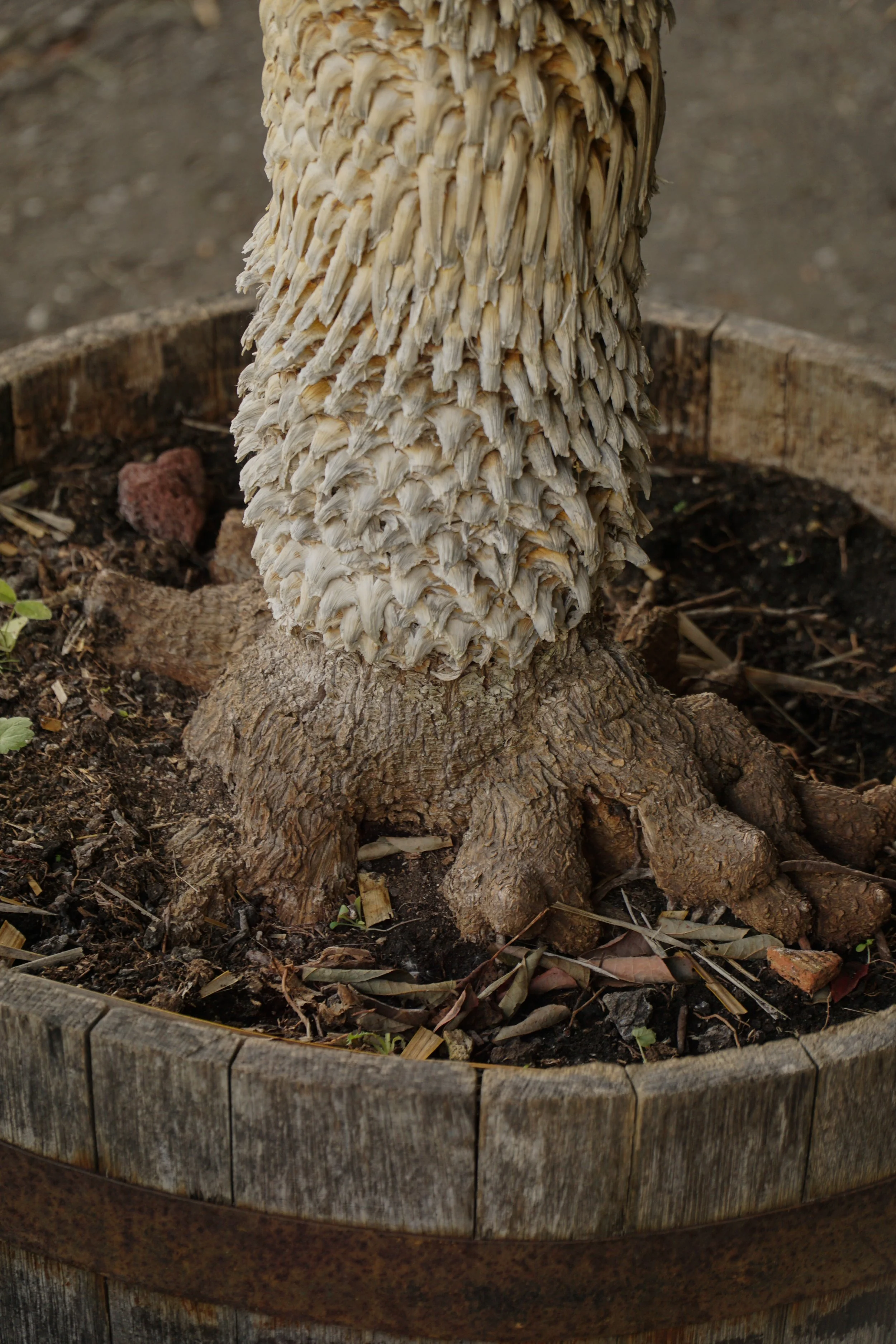 Palme_5-6.jpg