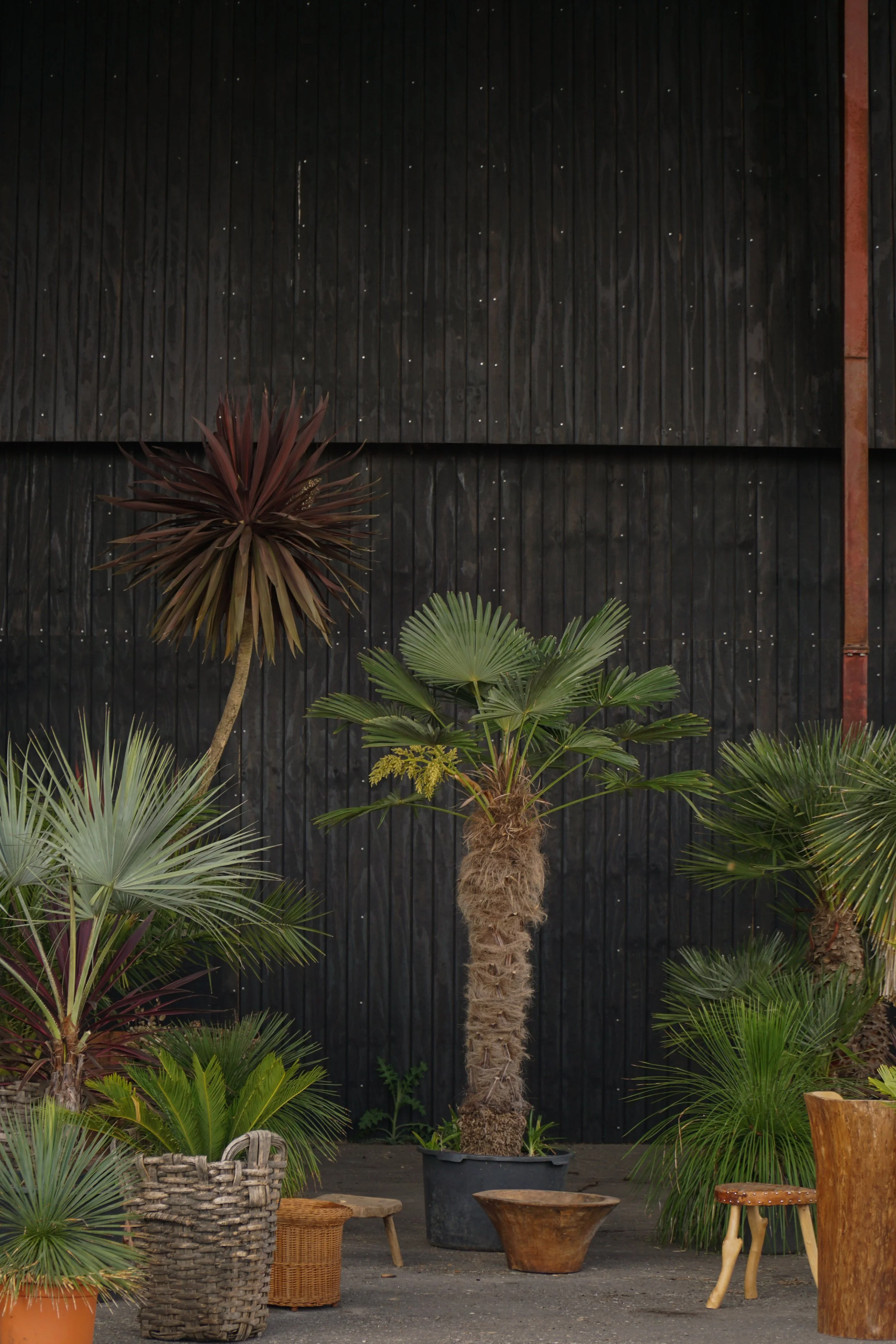 Palme_4-8.jpg
