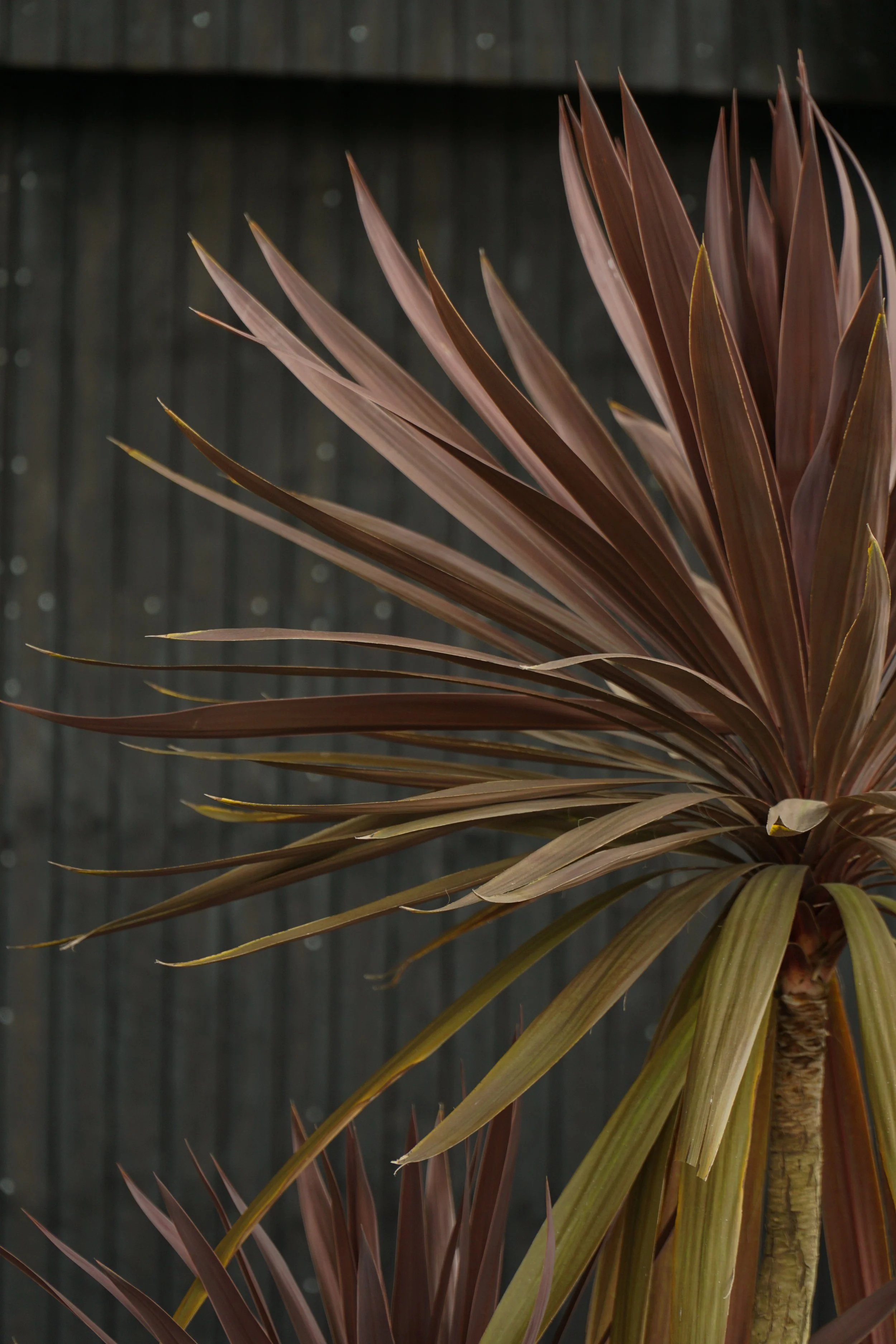 Palme_11-2.jpg