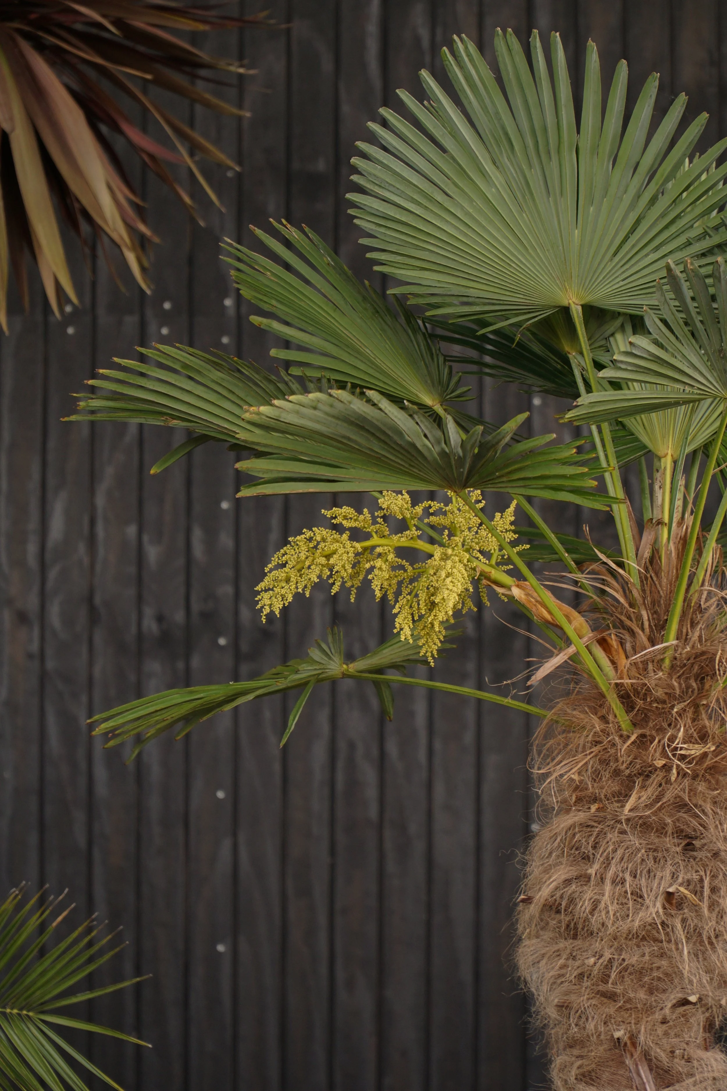Palme_4-5.jpg