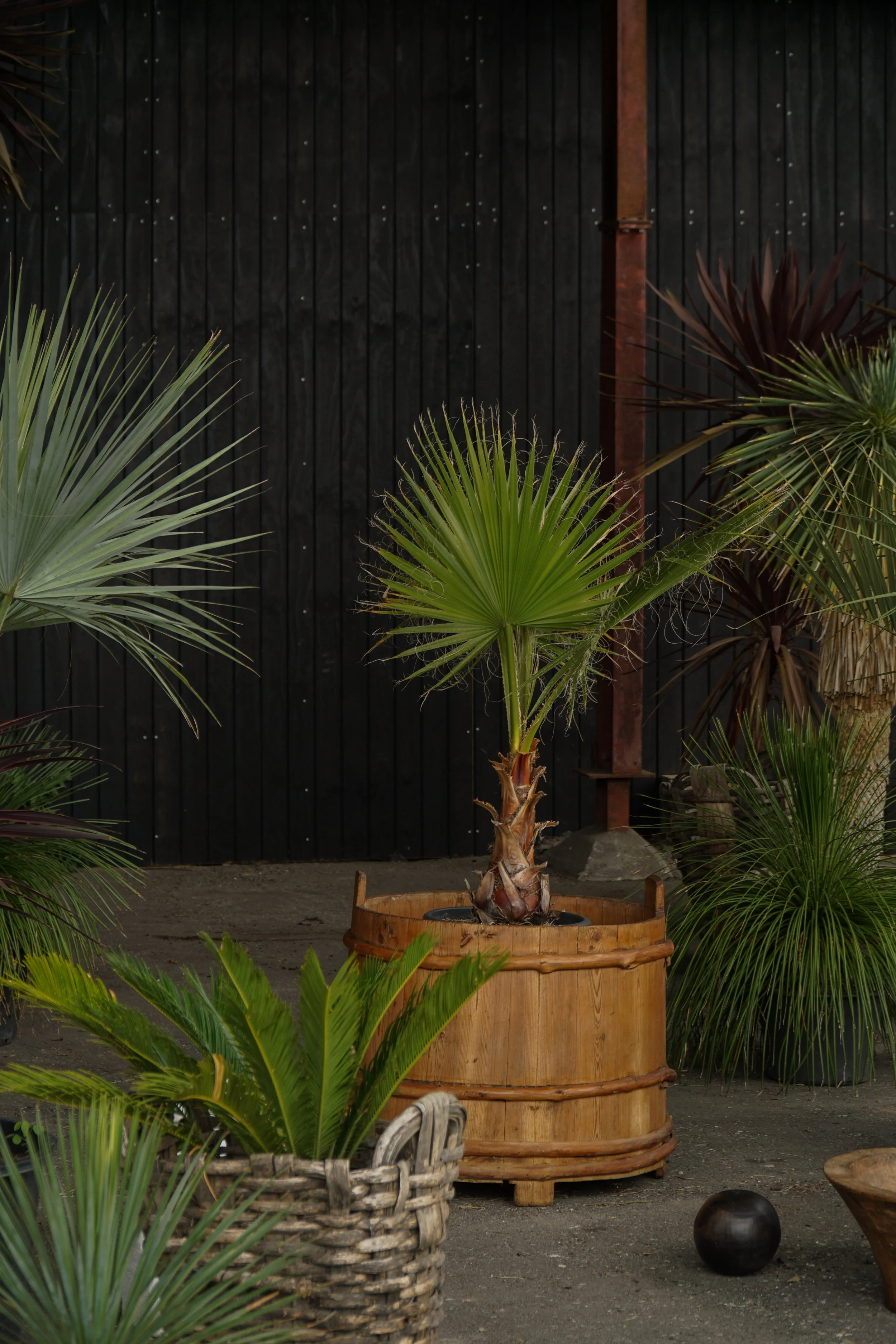 Palme_12-4.jpg