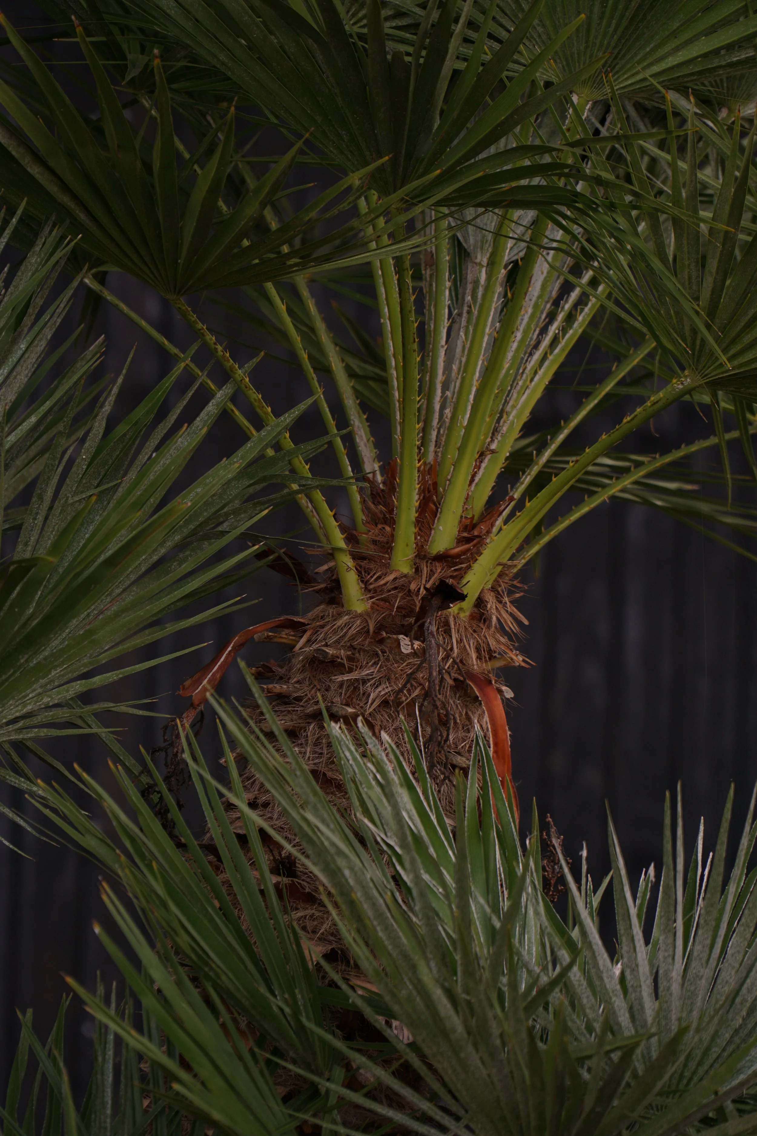 Palme_2-6.jpg